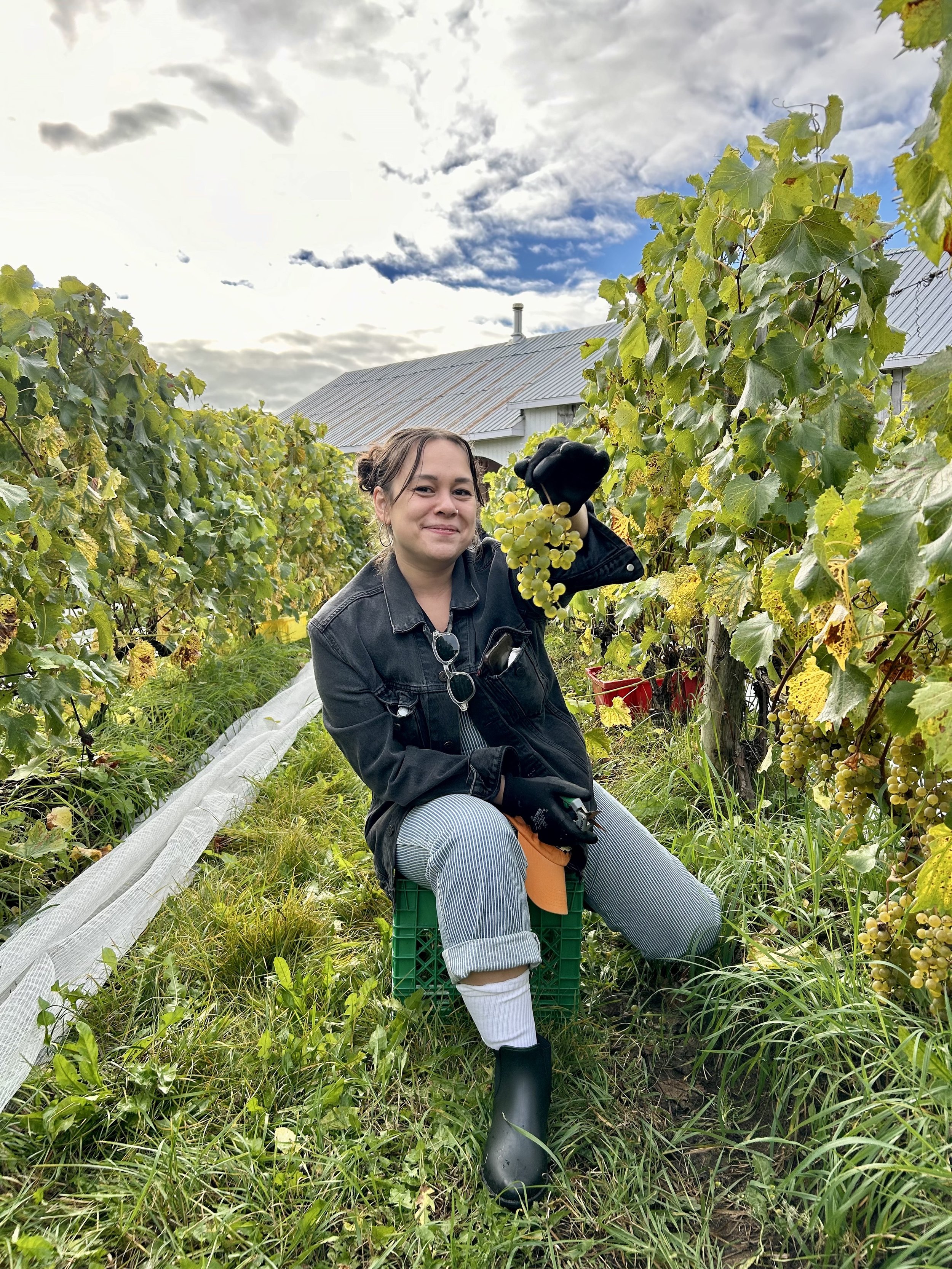 Woman sitting on a green crate in a vineyard, holding a bunch of green grapes, with vines and a barn in the background under a partly cloudy sky.