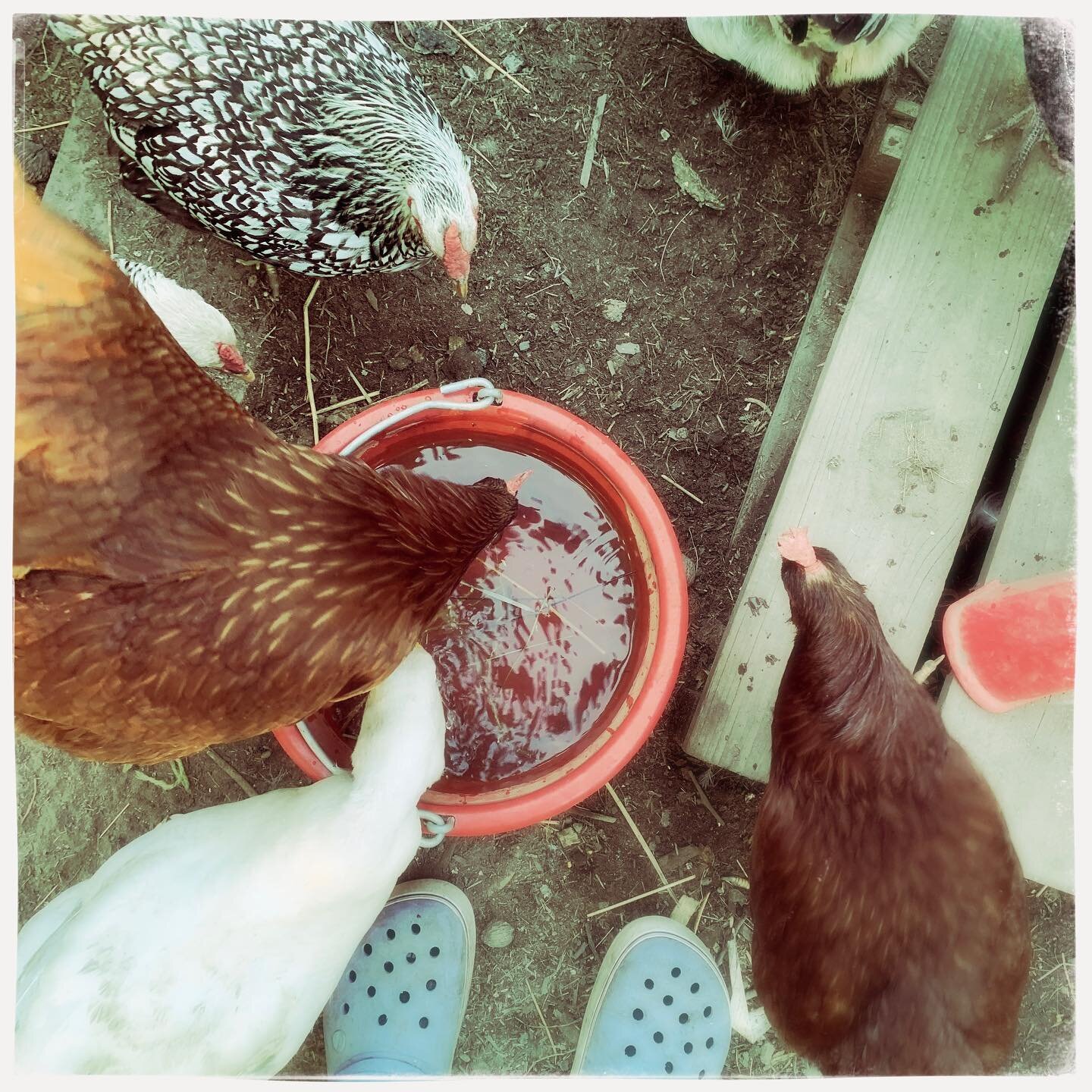 They just love am water buckets! #happyflock #happyhens #amwaterbuckets #chickenantics #eggmakers #handgathered #farmfresh #homegrown 🐔