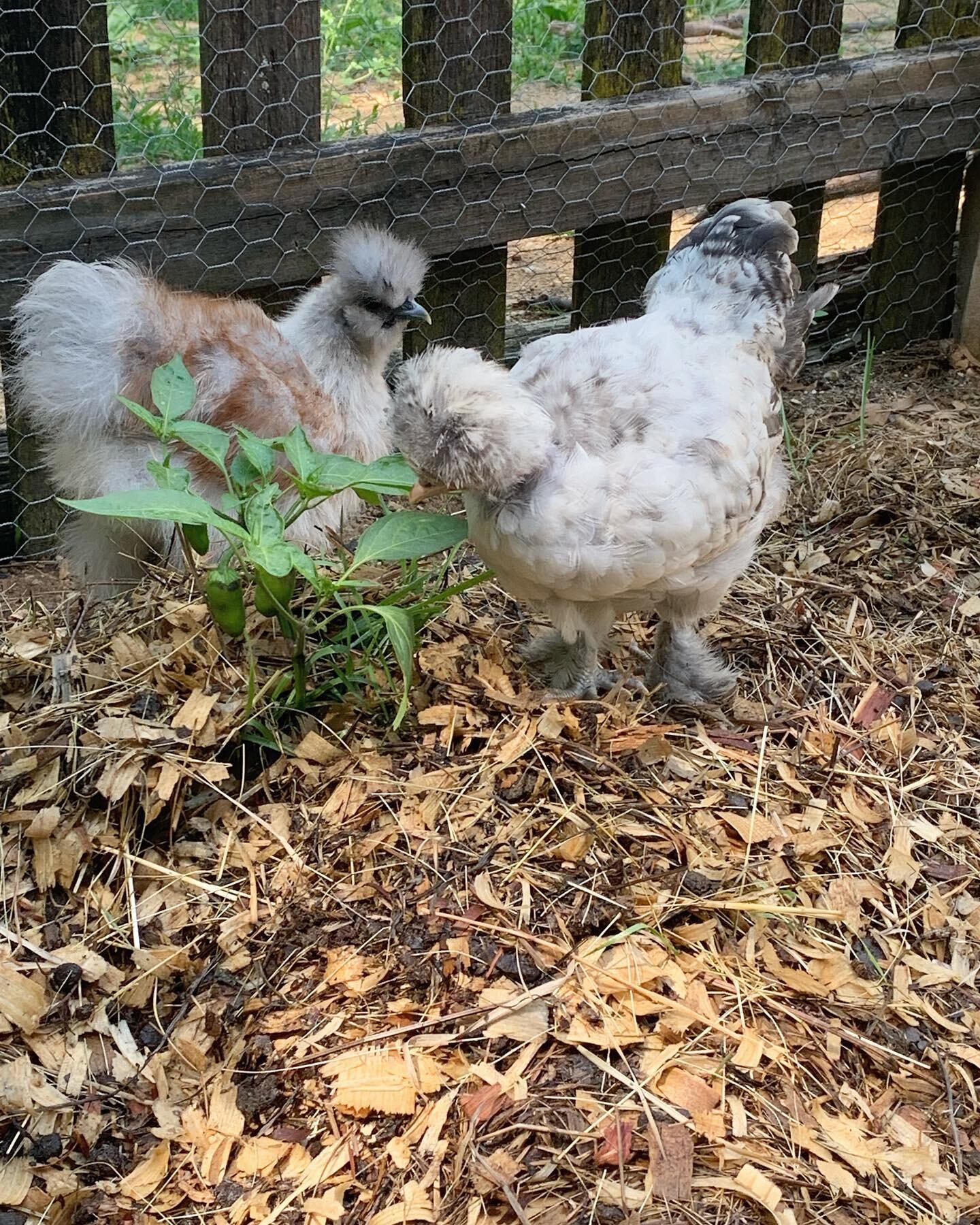 Chicken garden 🪴 helpers are the best ! 😊 #paintedsilkies #nakedneckchicken #gardenhelpers #notillgardening #ruthstoutmethod #farmlife #freeroam #silkiechicken #farmfresh
