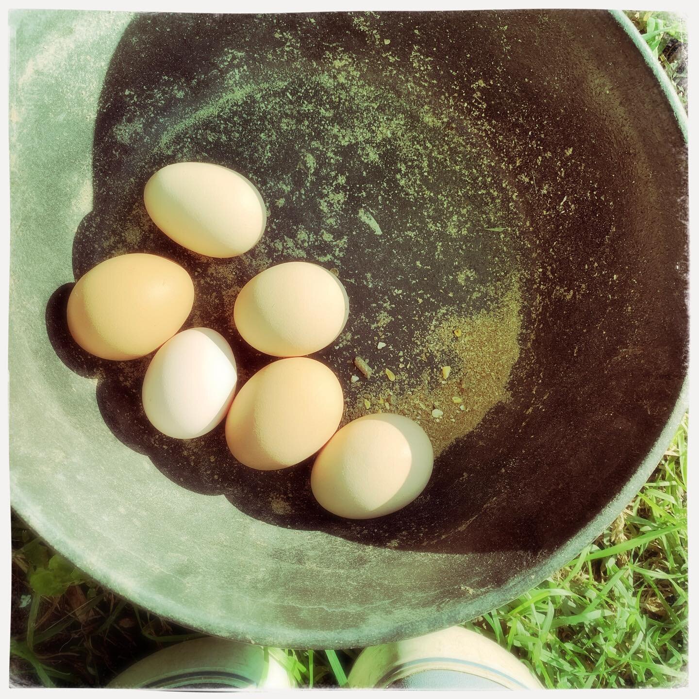 Our hens make us happy 😊 🥚 #happyhens #happyeggs #handgathered #farmfresh #homegrown #chickenladylife #loveourgirls #eggmakers 😊🥚❤️