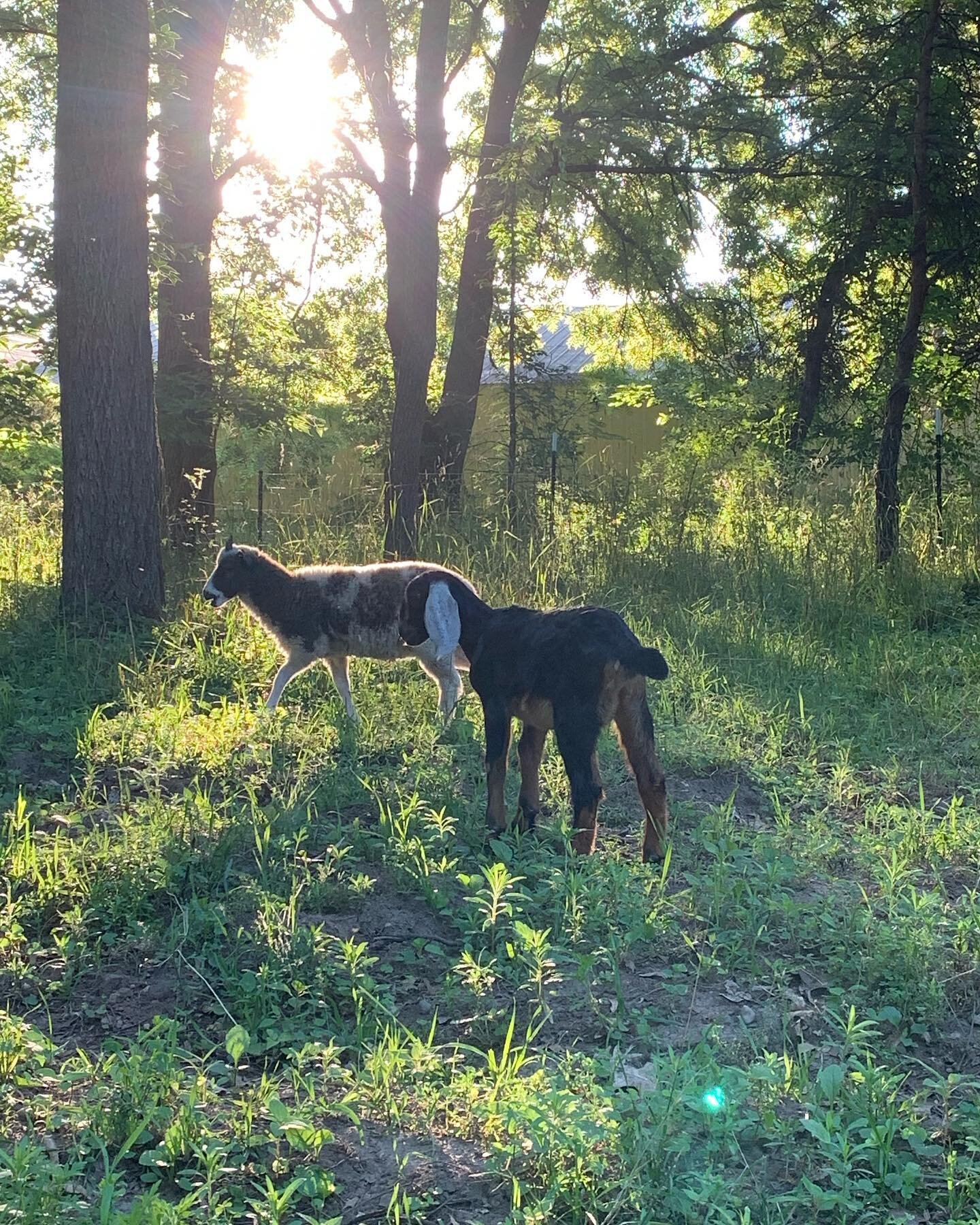 Enjoying summer pasture 🌱☀️ #farmlife #goatsandsheep #lovethem #summerpasture #farmfresh #organicfiber #snackhappy #homegrown #pasturetime 🌱