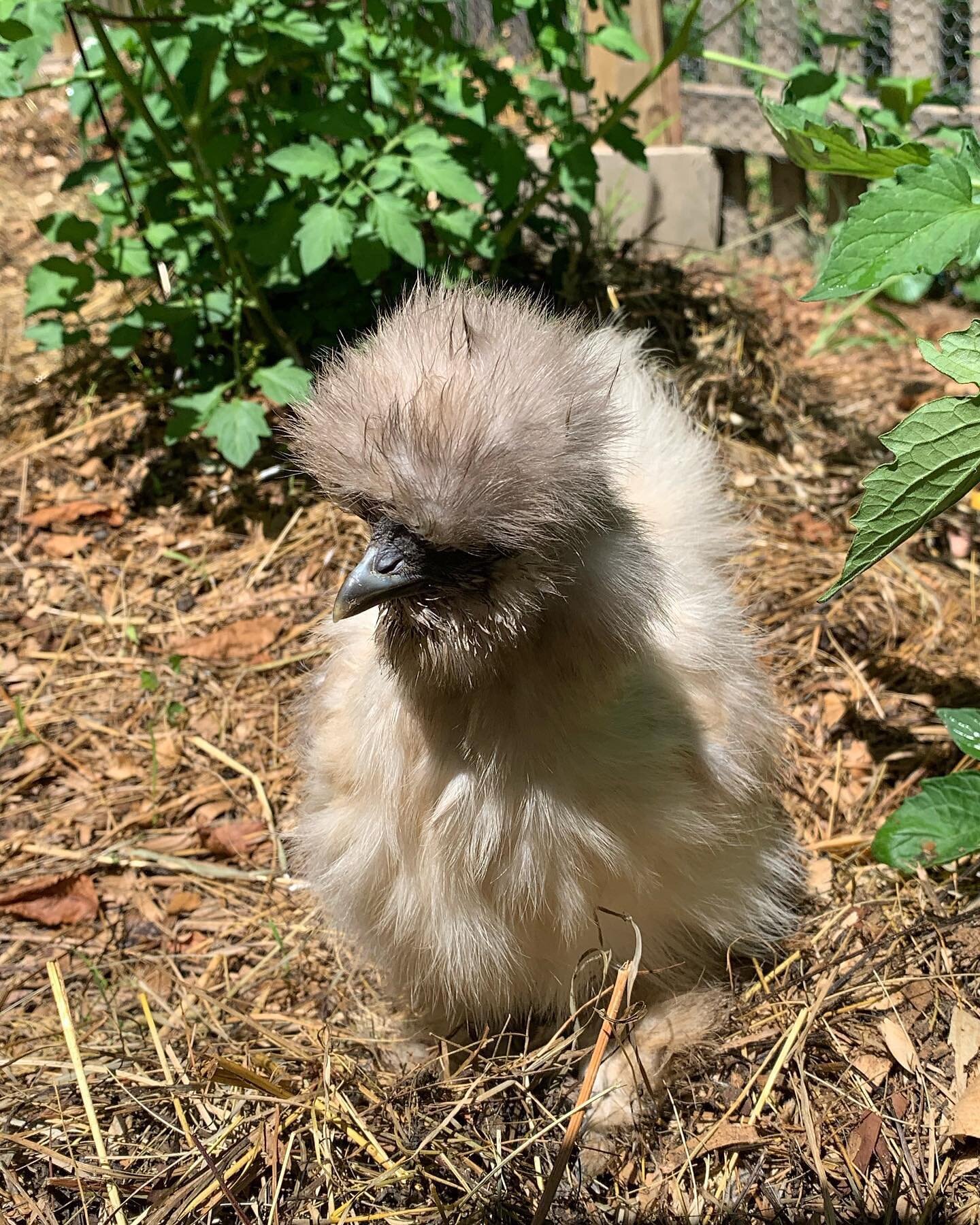 Silkies make great garden 🪴 helpers 😊 #silkiechicken #gardenhelpers #gardentherapy #lovethem #chickenareawesome #growyourfood #farmfresh #farmlife