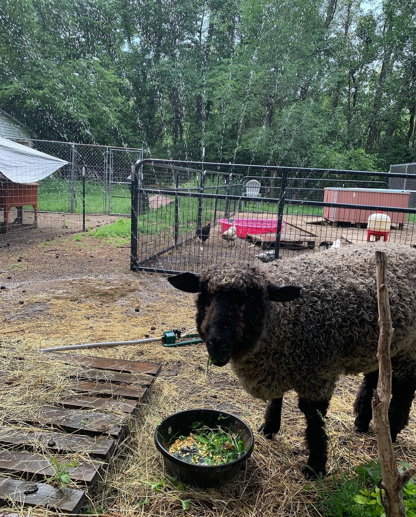 Almost 106 degrees today 😑 =sprinkler time for the herd 🐑 #happyherd #waytoohot #sprinklertime #snacktime #lovethem #summeronthefarm #farmlife #handspunwool #sheepareawesome 🐑