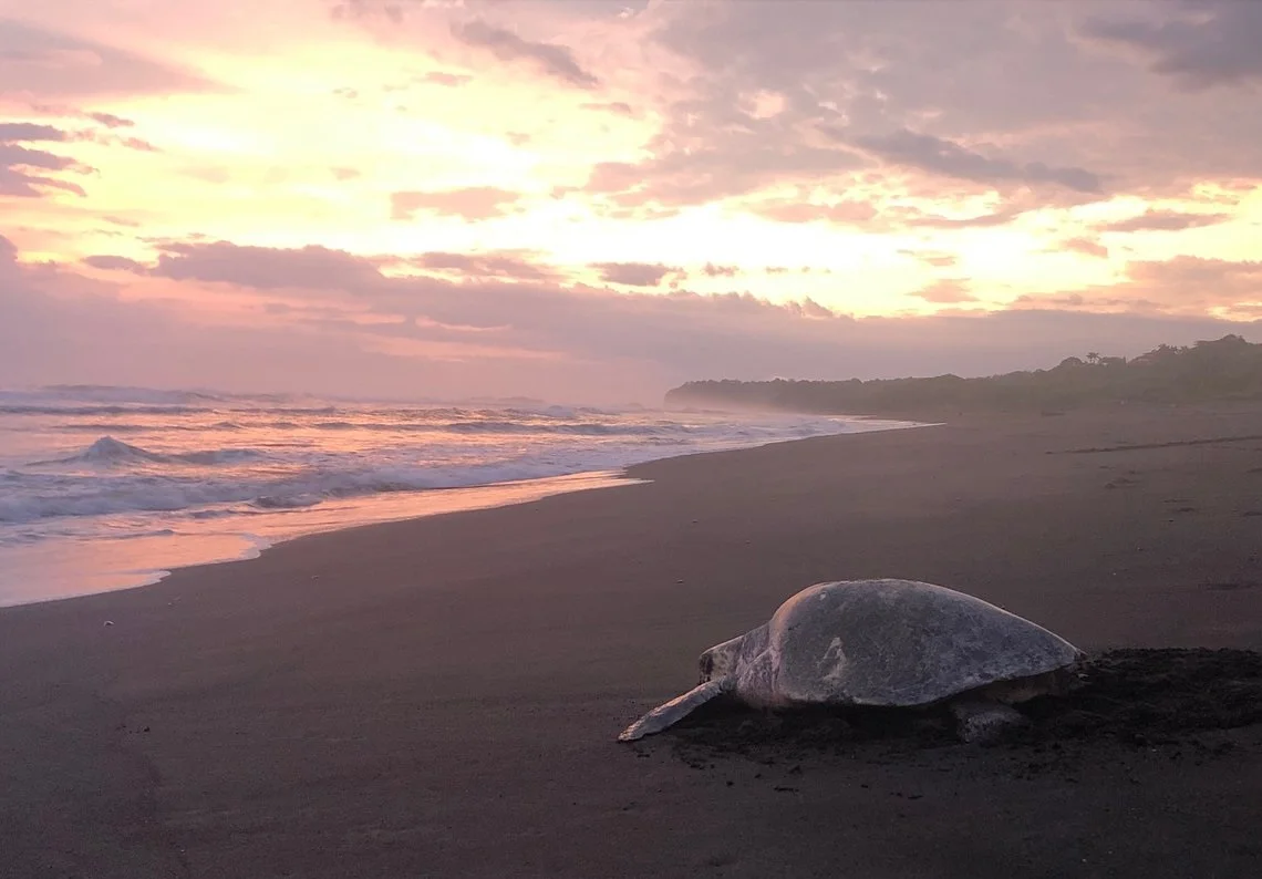 Sea Turtles 🐢 Part 2: Laying Eggs on the Beach