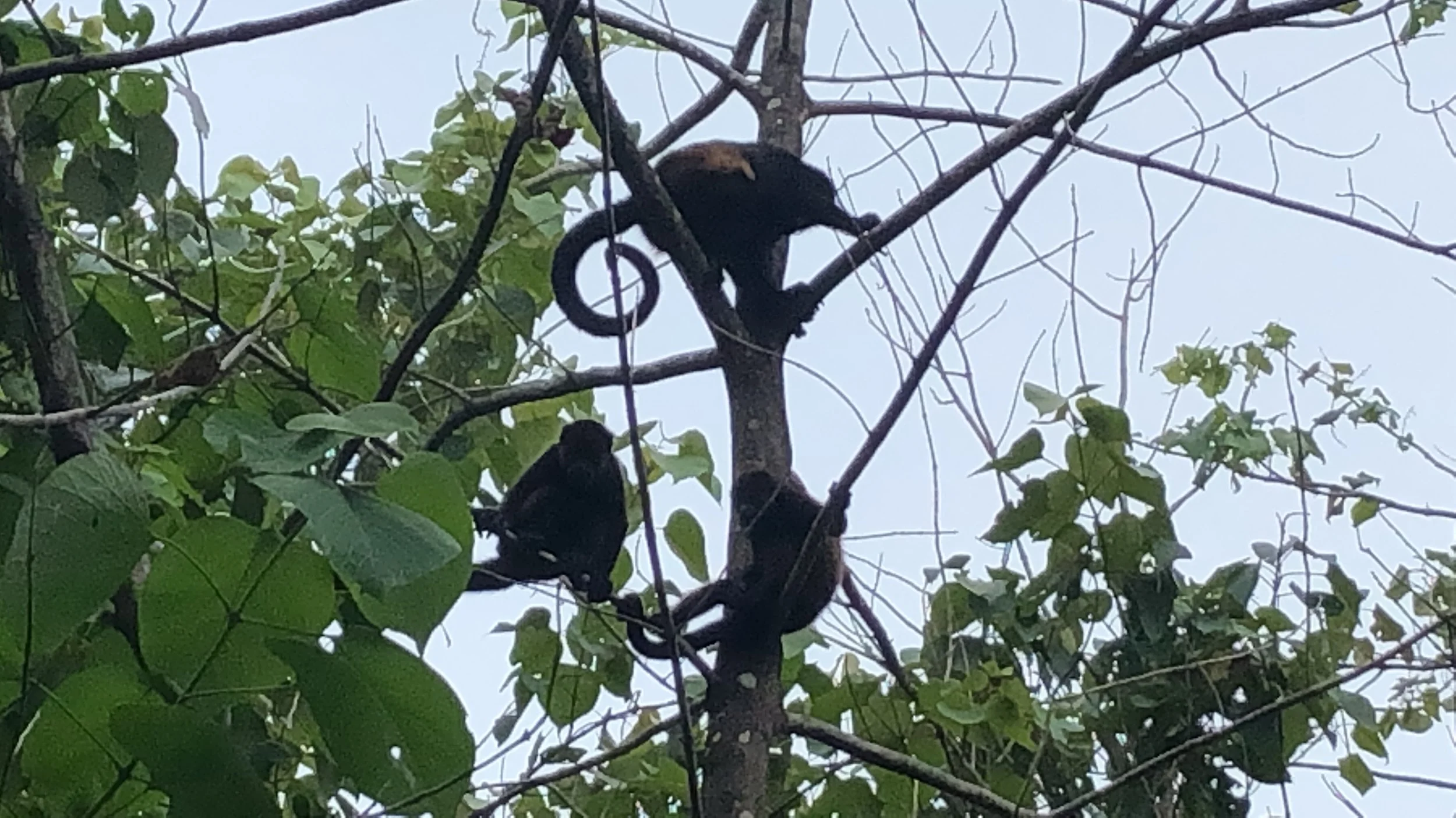 Play dates with Monkeys, New Friends &amp; Preparing to Leave our “Jungle House”