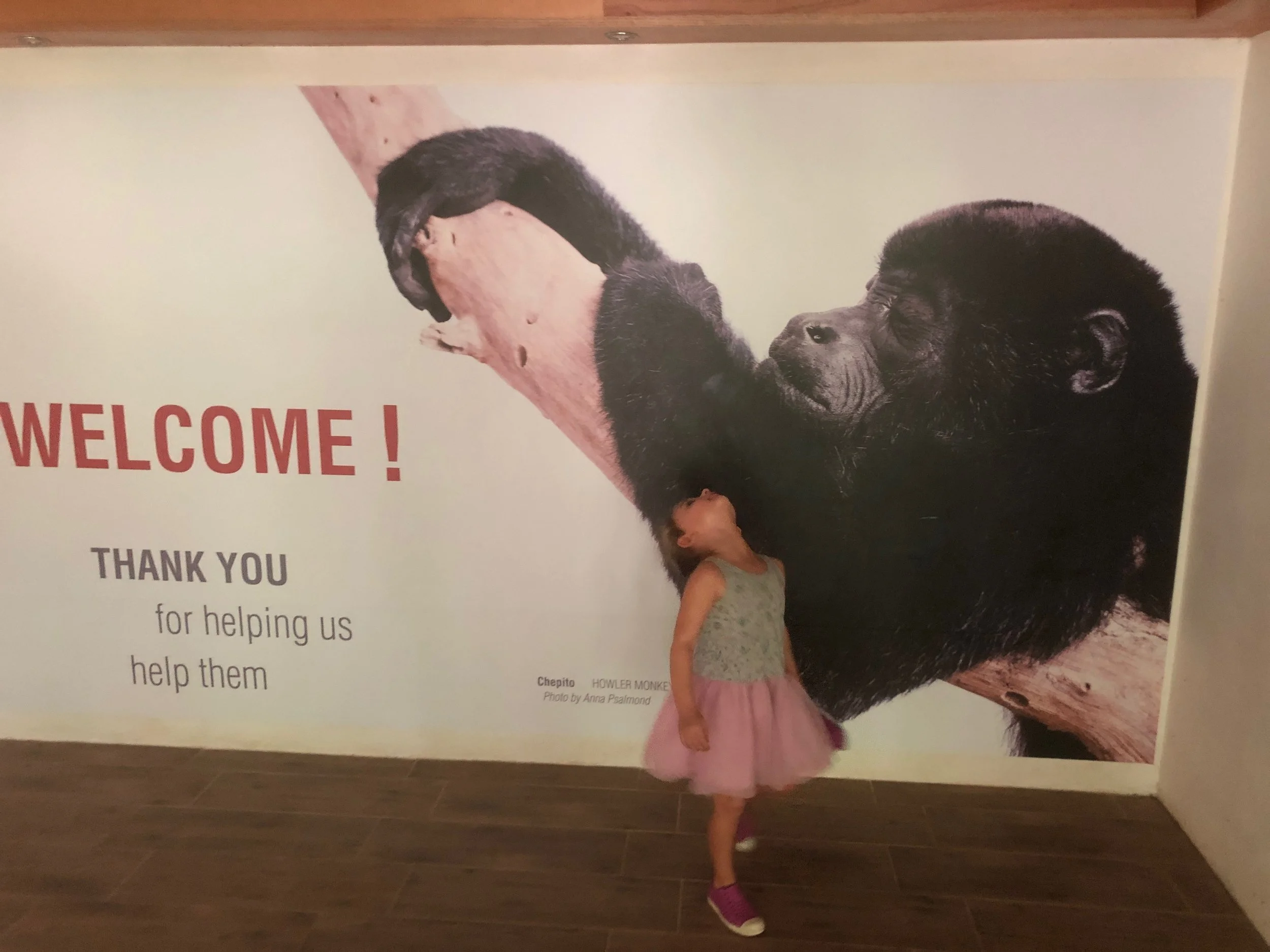 Jaguar Rescue Center Hospital in Costa Rica