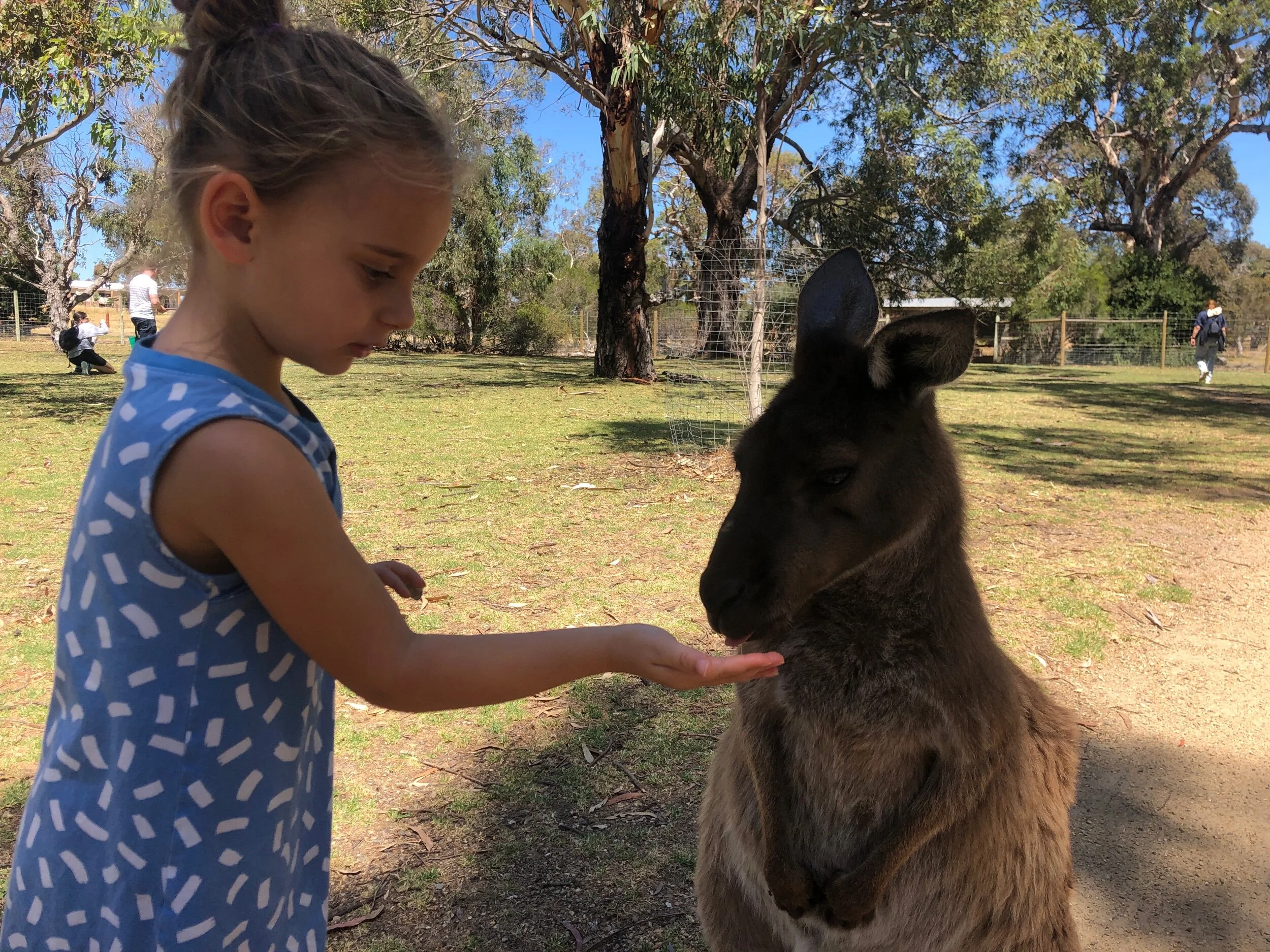 Kangaroos 🦘 &amp; Koalas 🐨