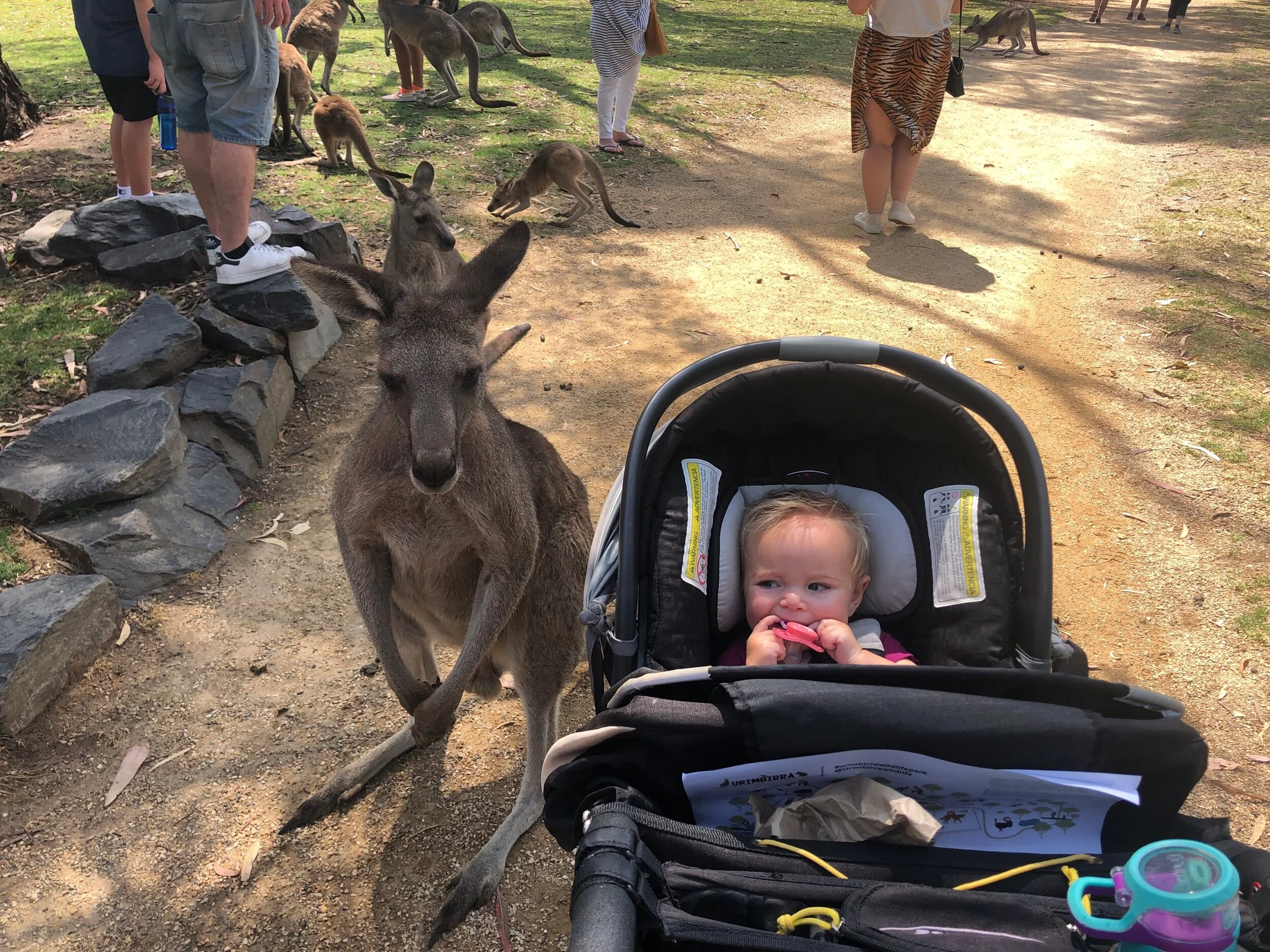 Americans Down Under!