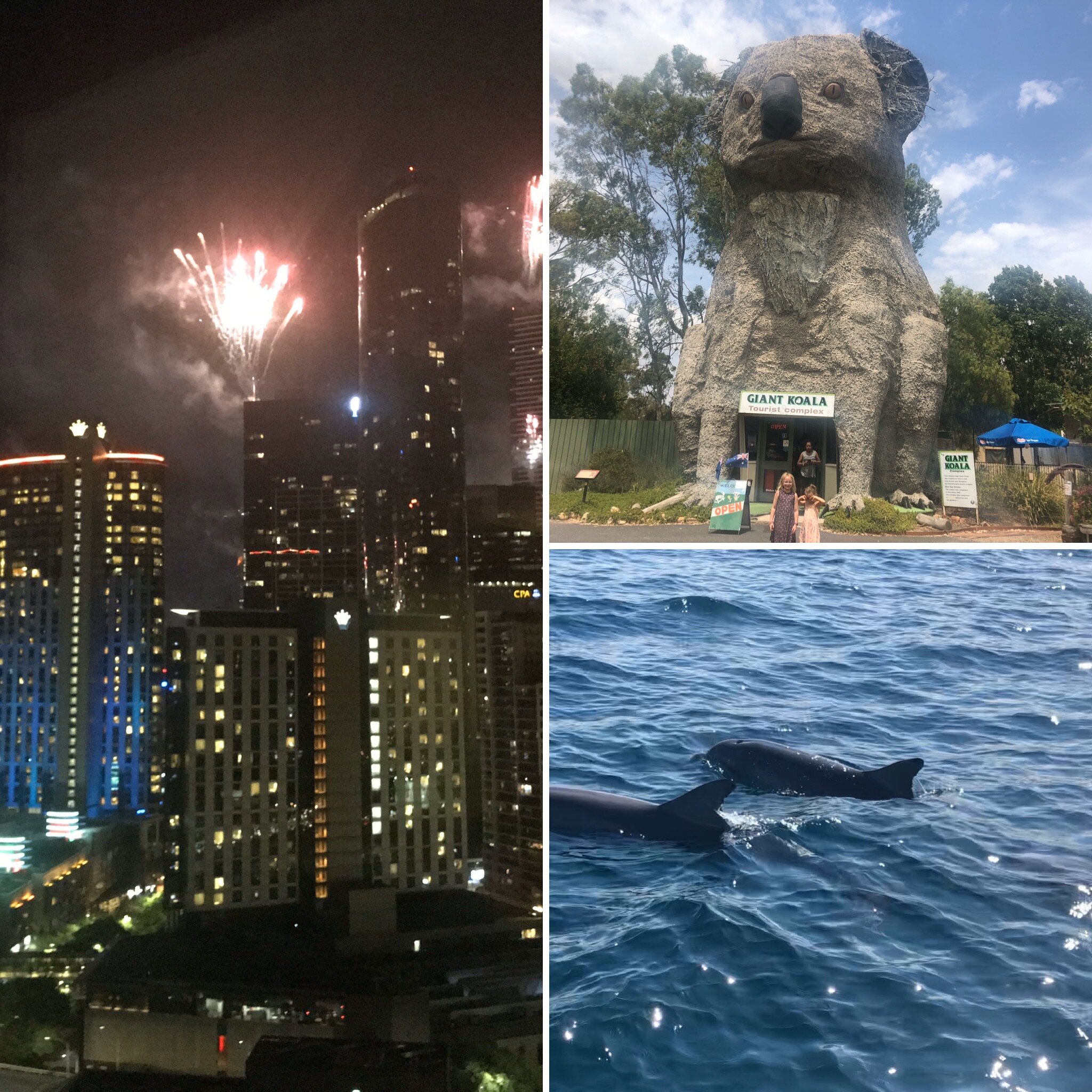 Dolphins, New Year’s Eve &amp; a Giant Koala
