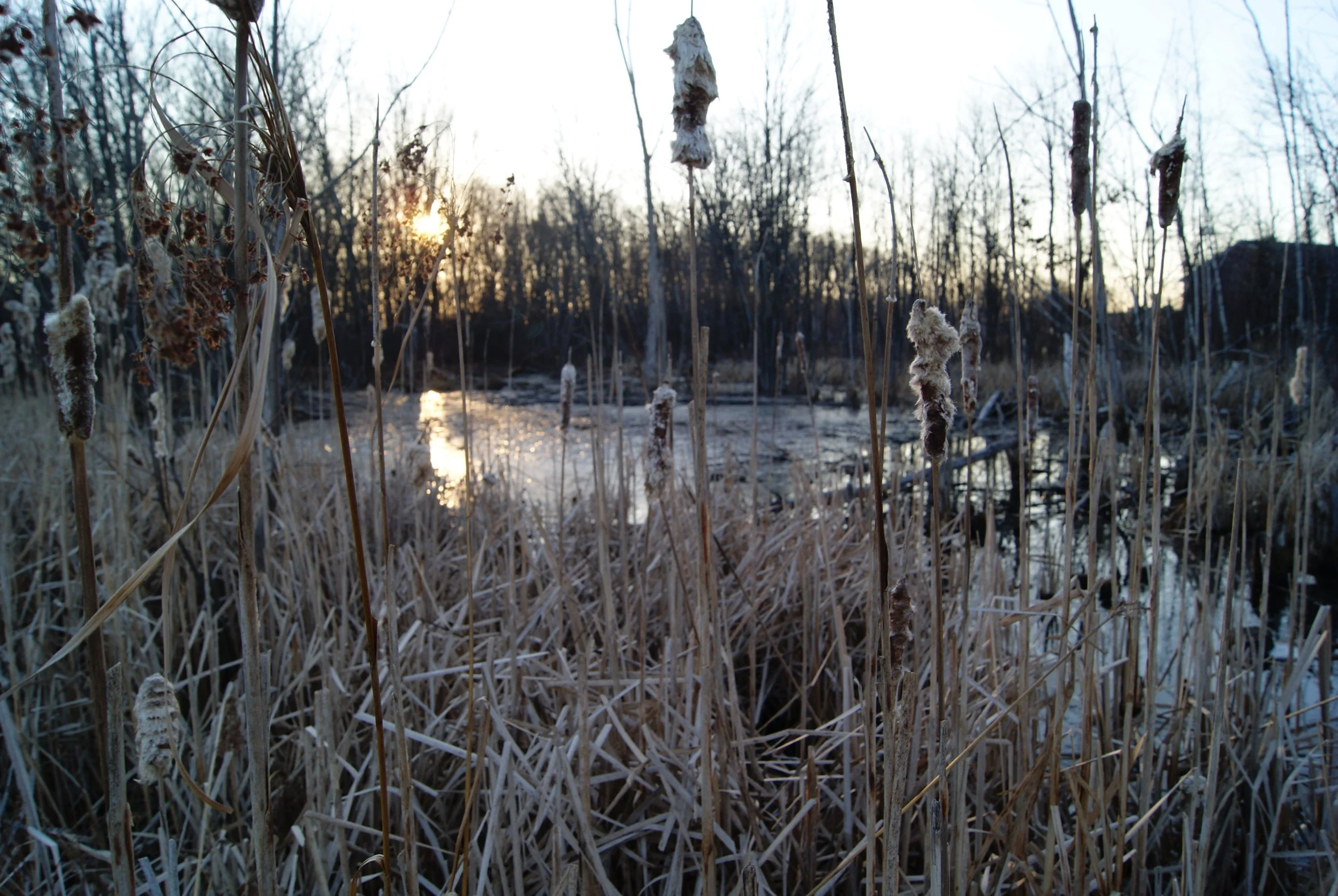Reeds