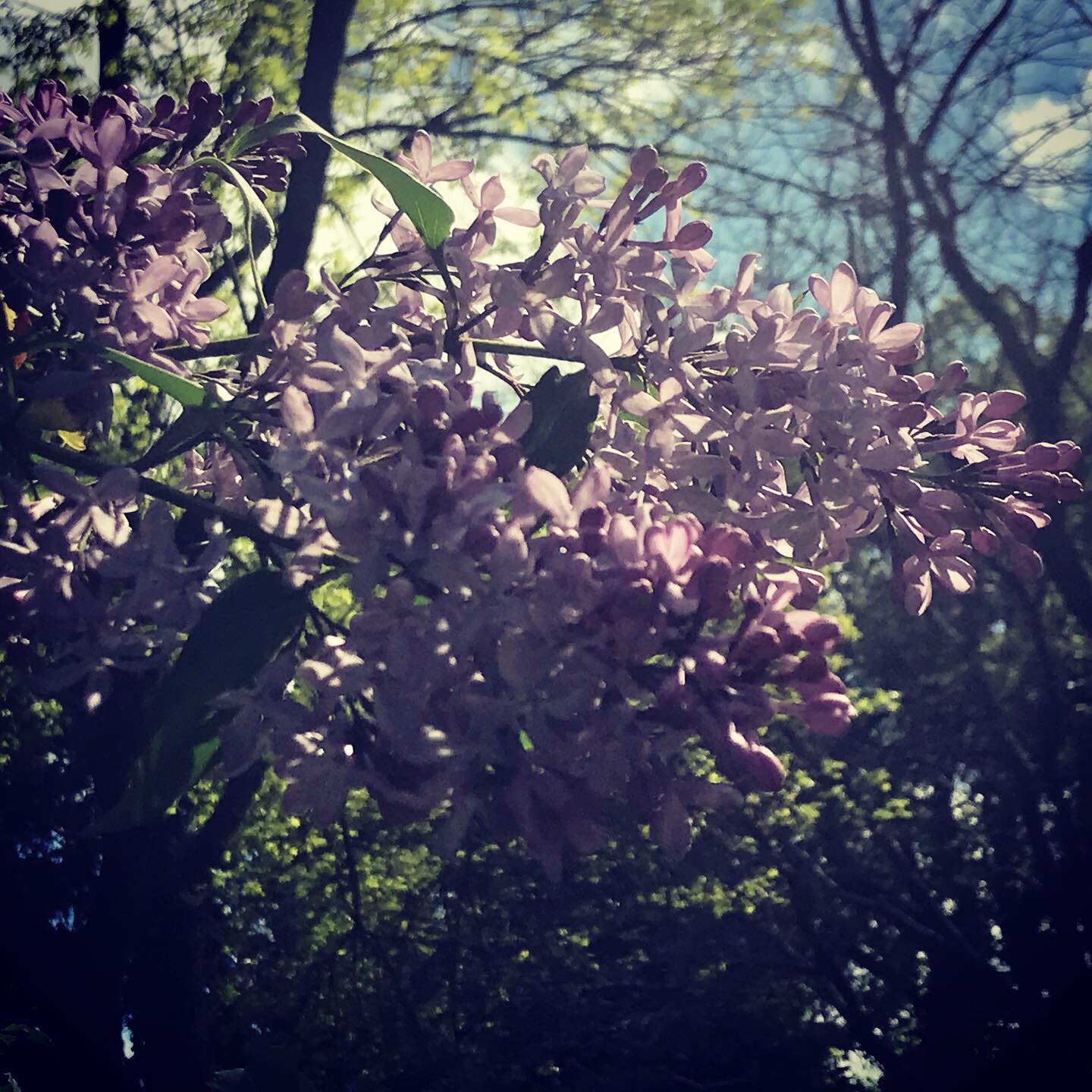 a dream I had and how it cleared my chakras