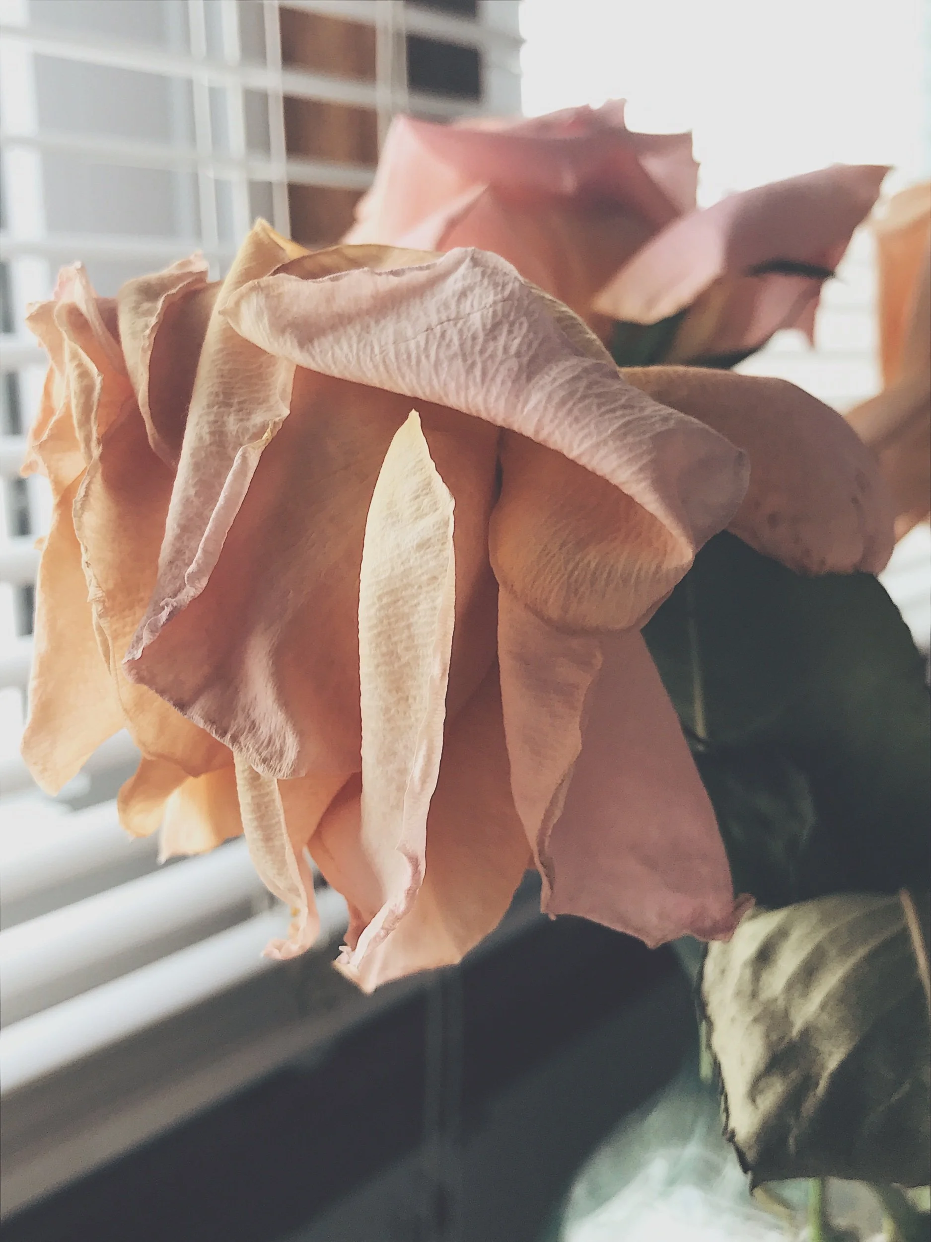 the life of a flower