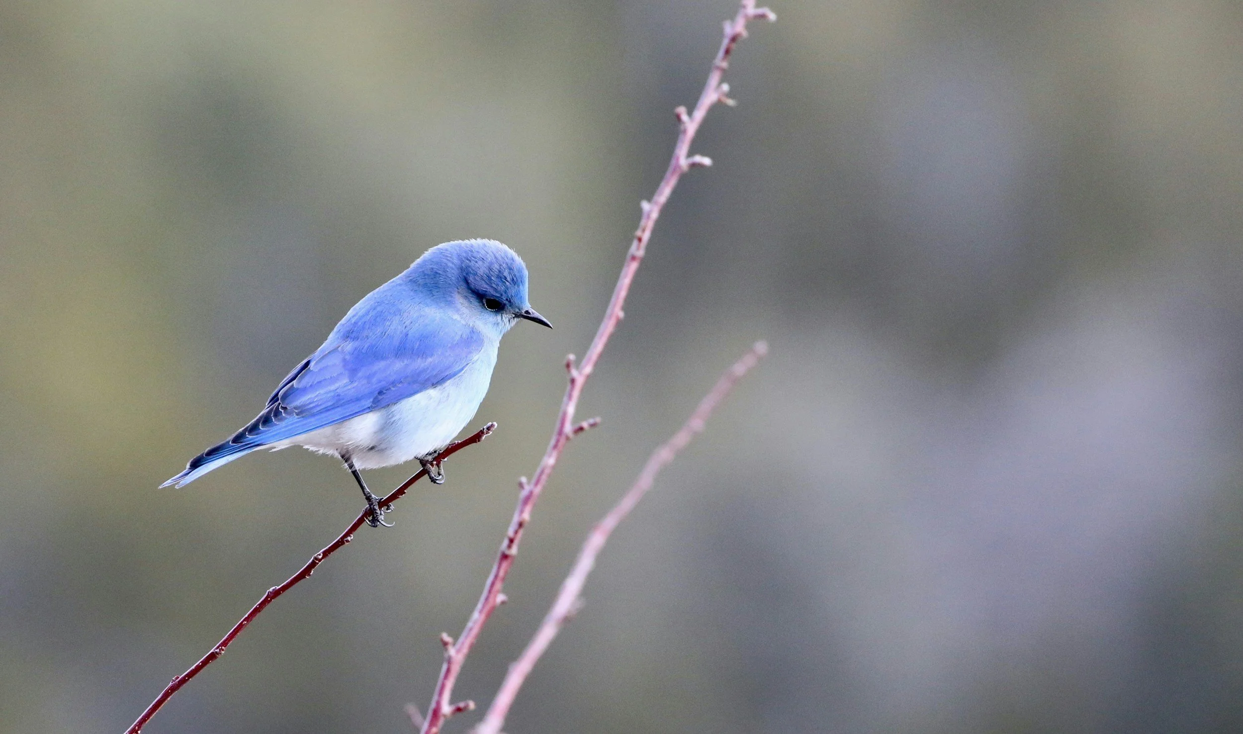 Common Breeding Birds of Buena Vista