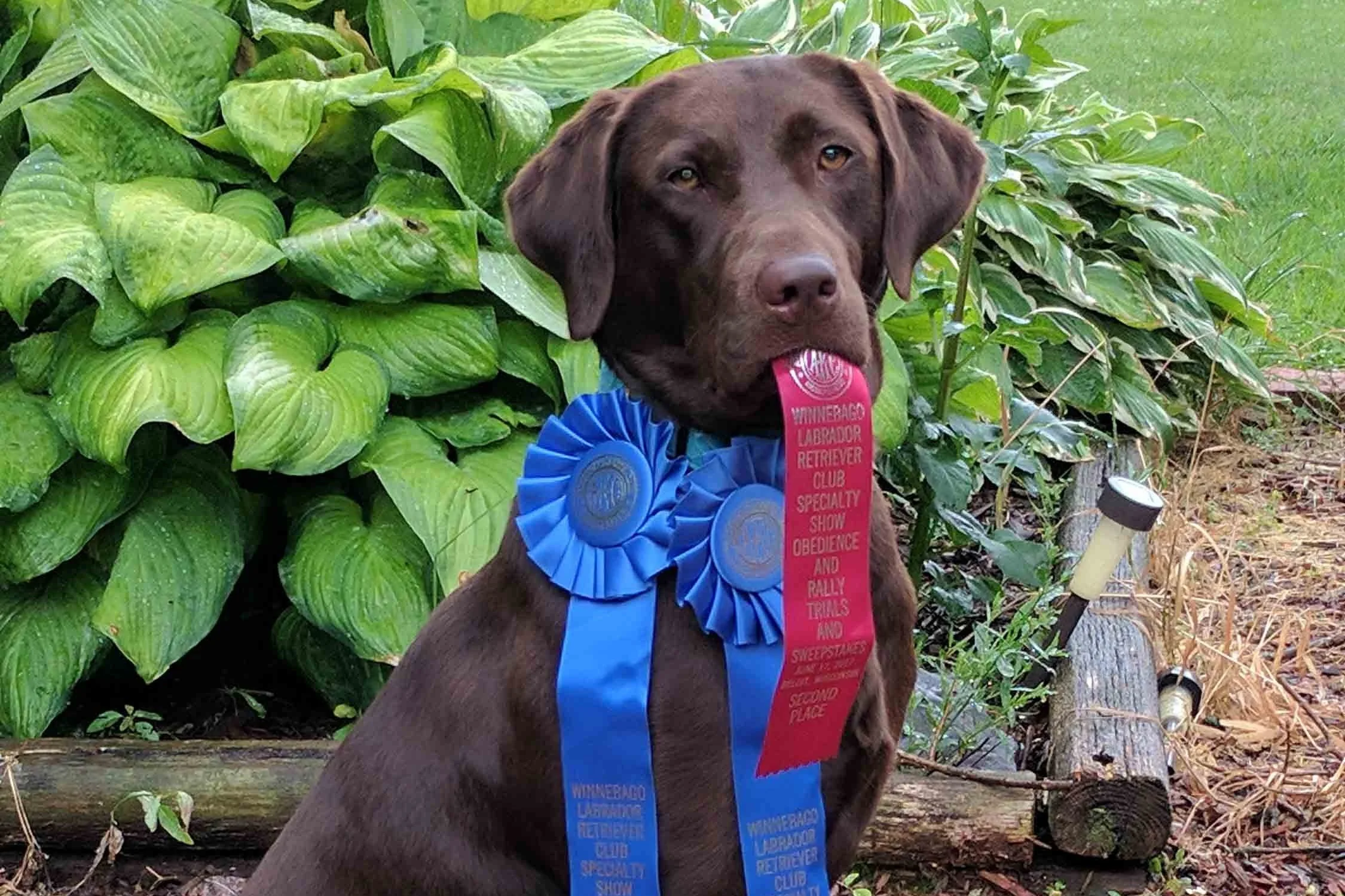 COMPETITION%2BOBD.jpg