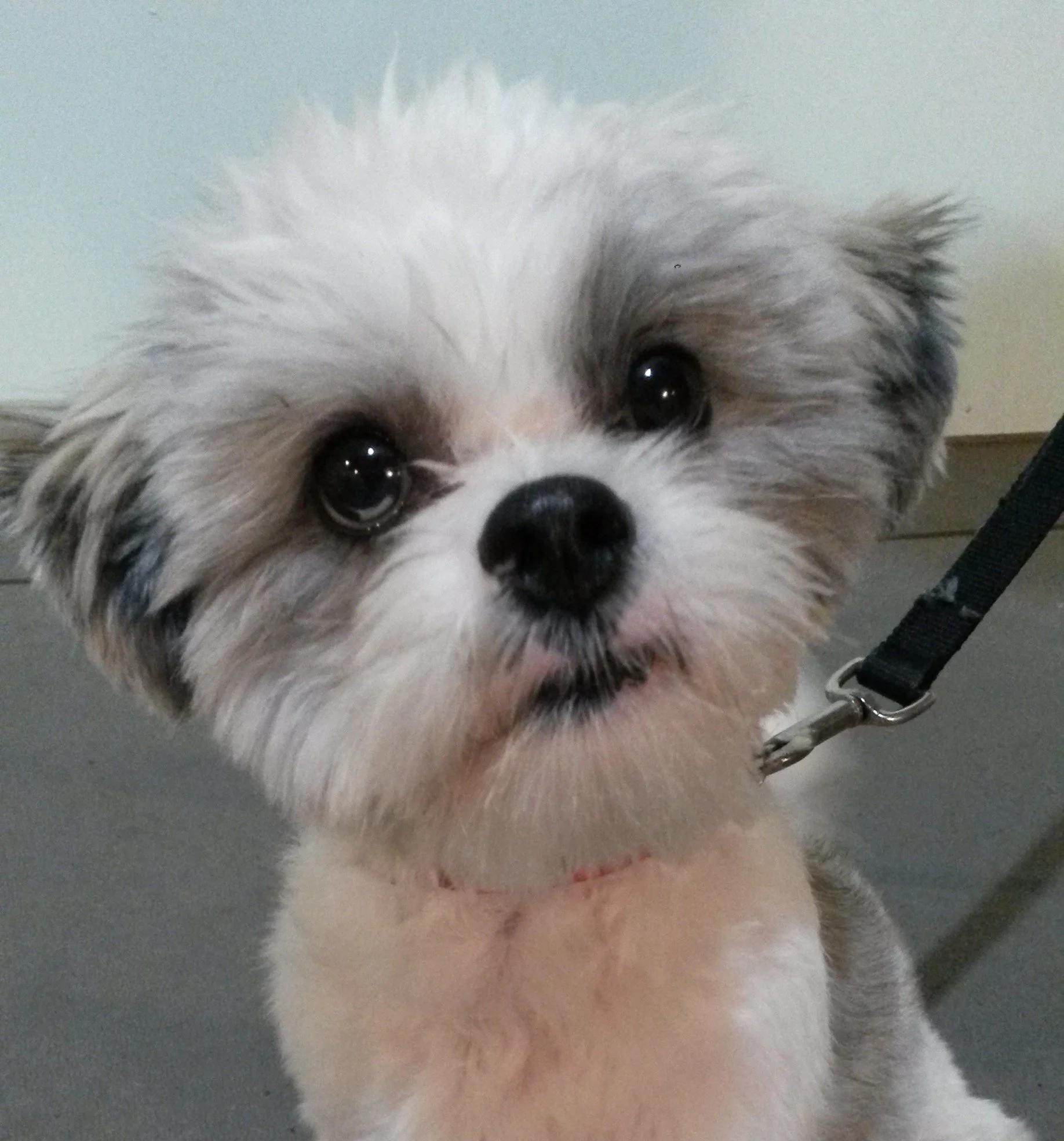 Puppy Kindergarten Happy Tails Training Center in West Salem (near La Crosse & Onalaska).