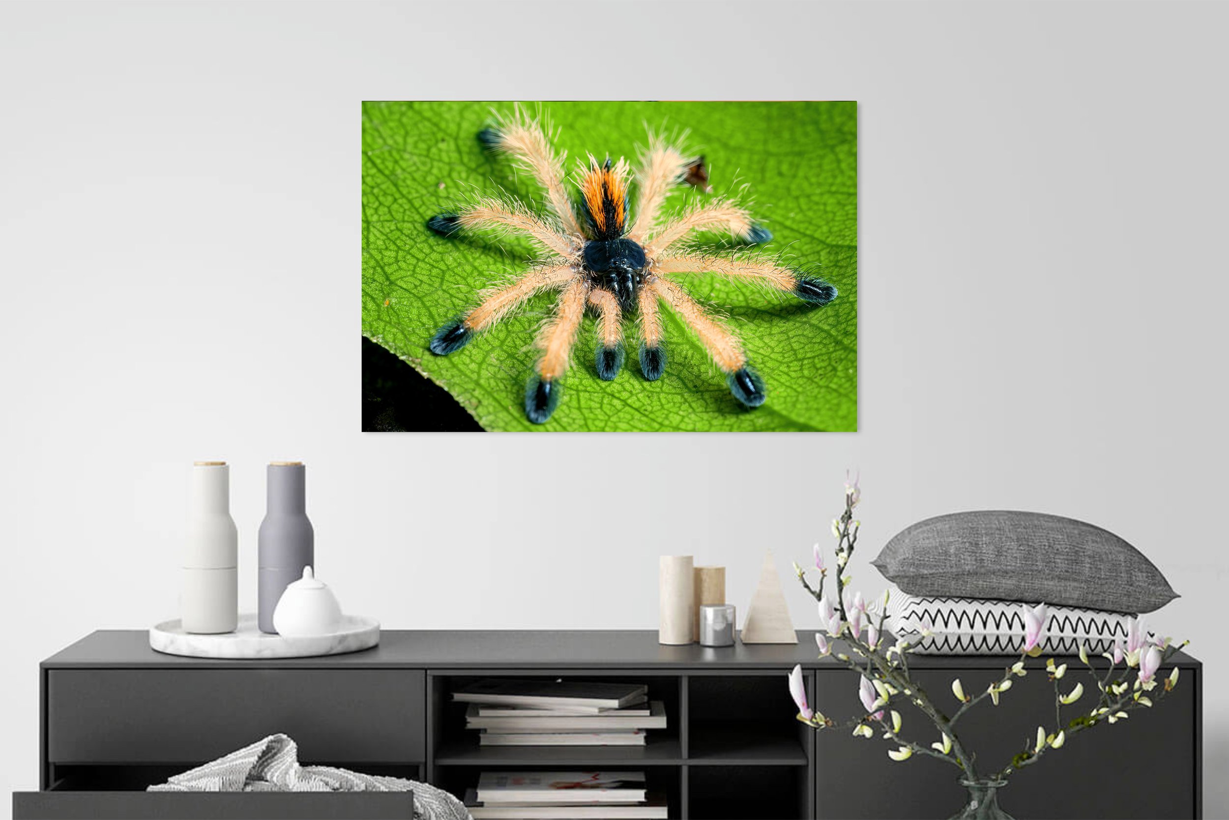Pinktoe-Tarantula-in-Foyer.jpg