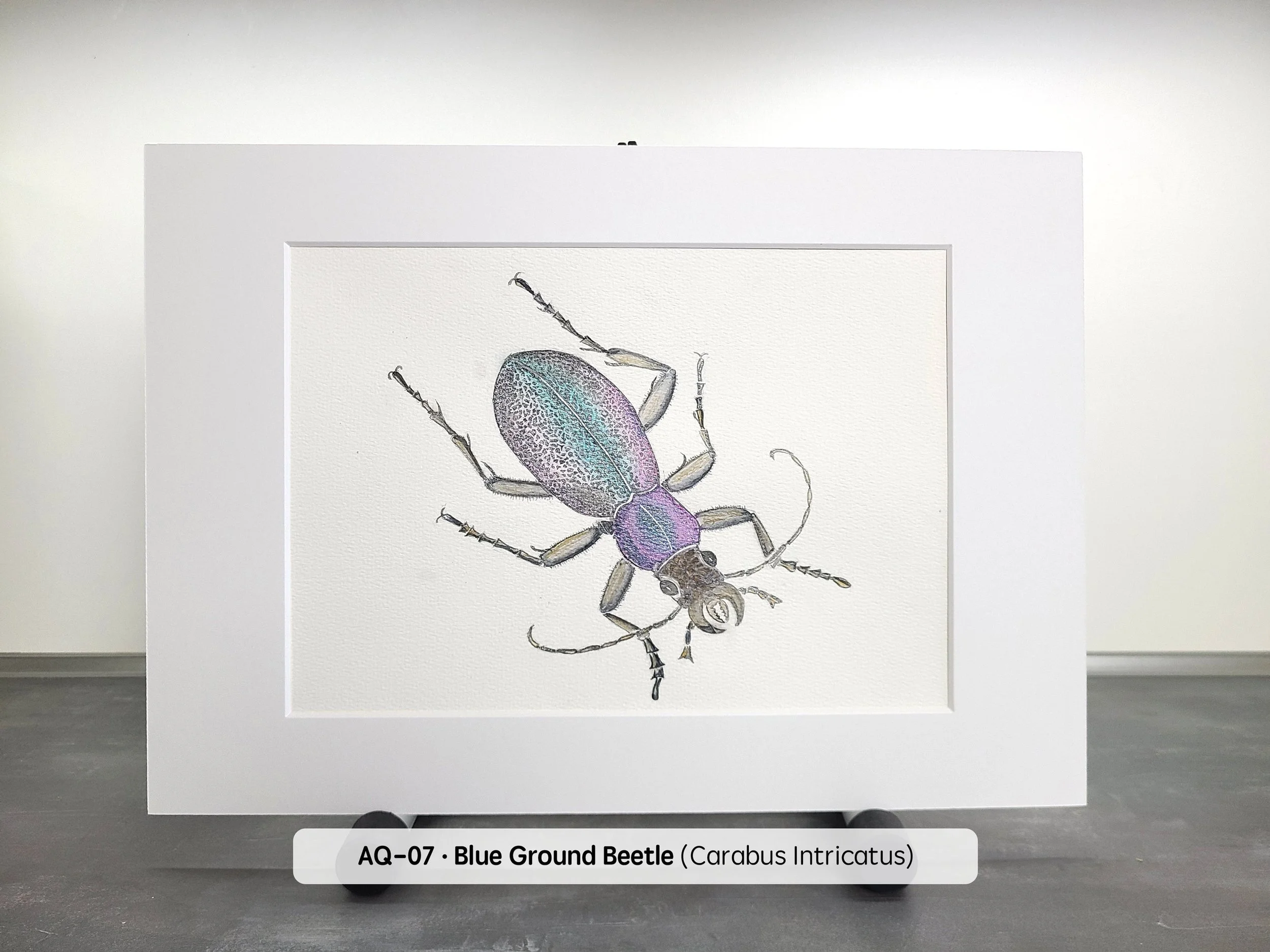 Watercolor-Blue-Ground-Beetle-(2880x2160-Q68).jpg