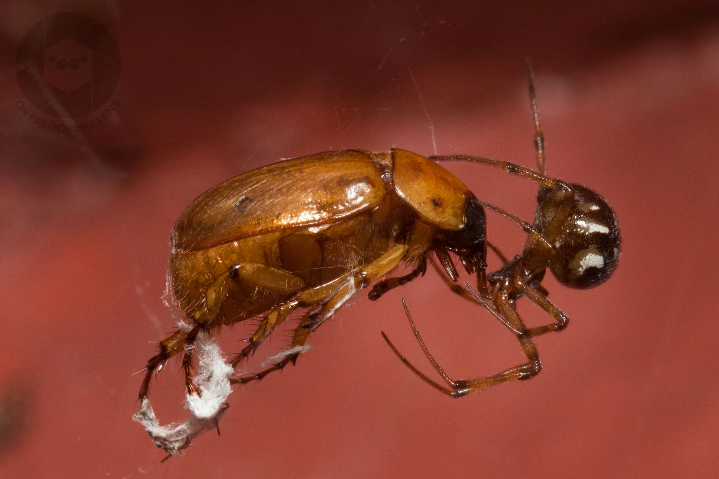 Arachnids and Chilopods — Overlooking Lens | Fine Art Nature Photography