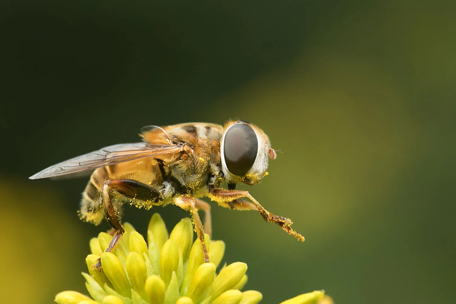 C7D_6838-(Crop-1-flattened-and-8bit-1500x1000).jpg