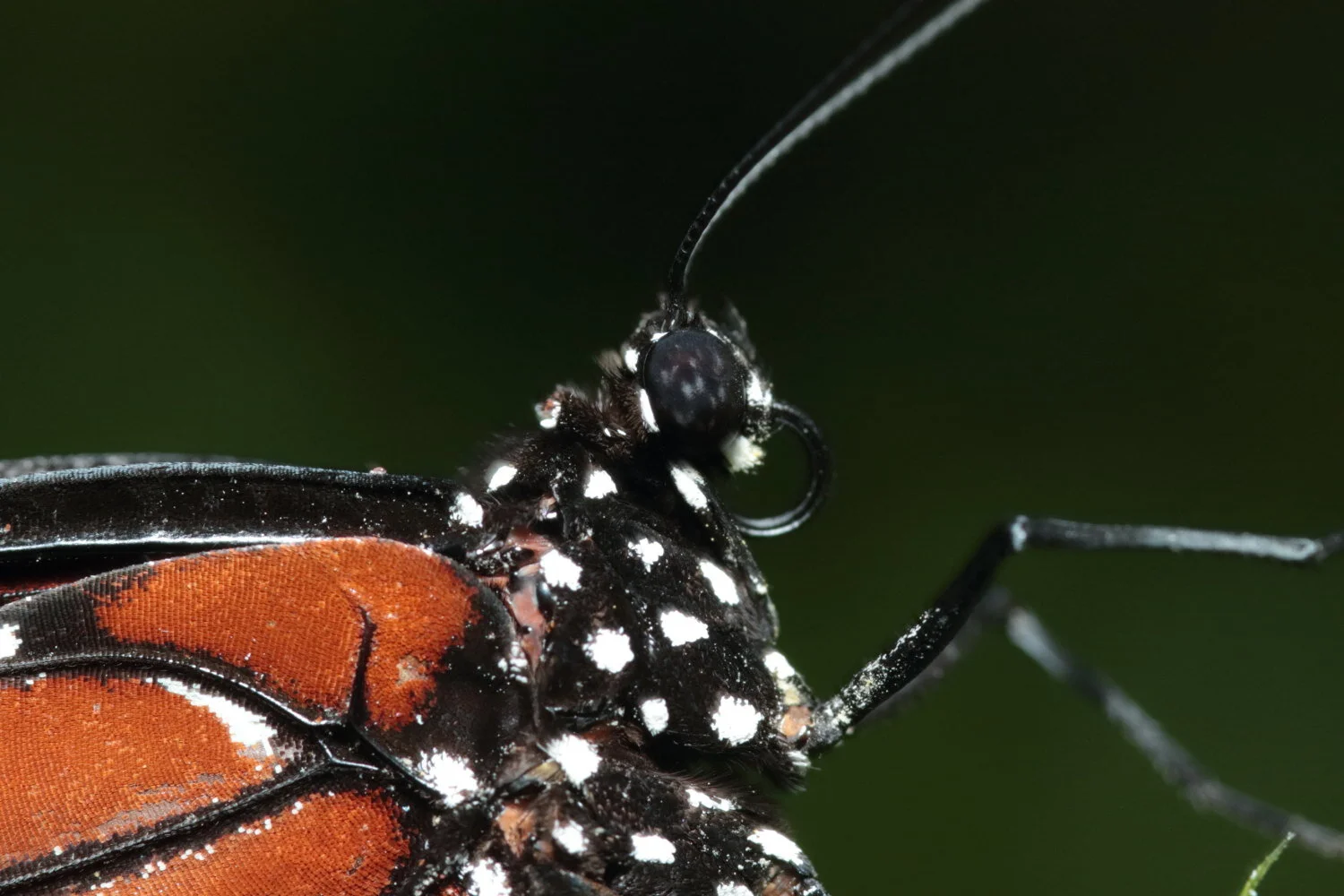 C7D_7648.JPG