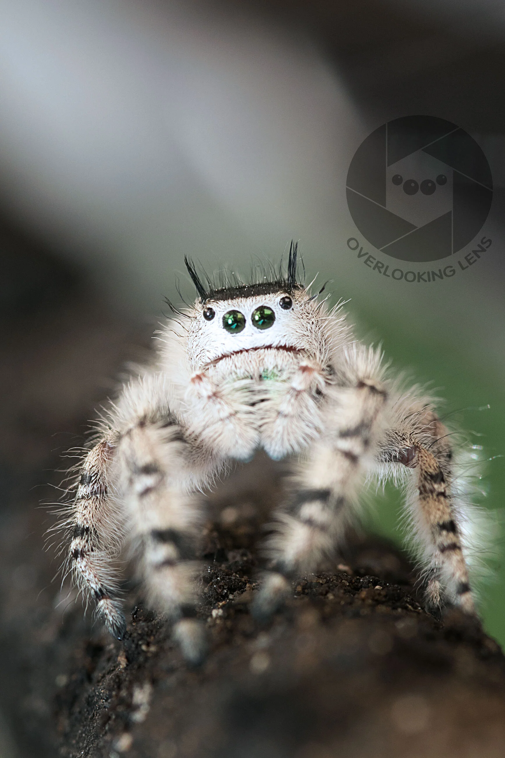Arachnids and chilopods: tiny creatures.