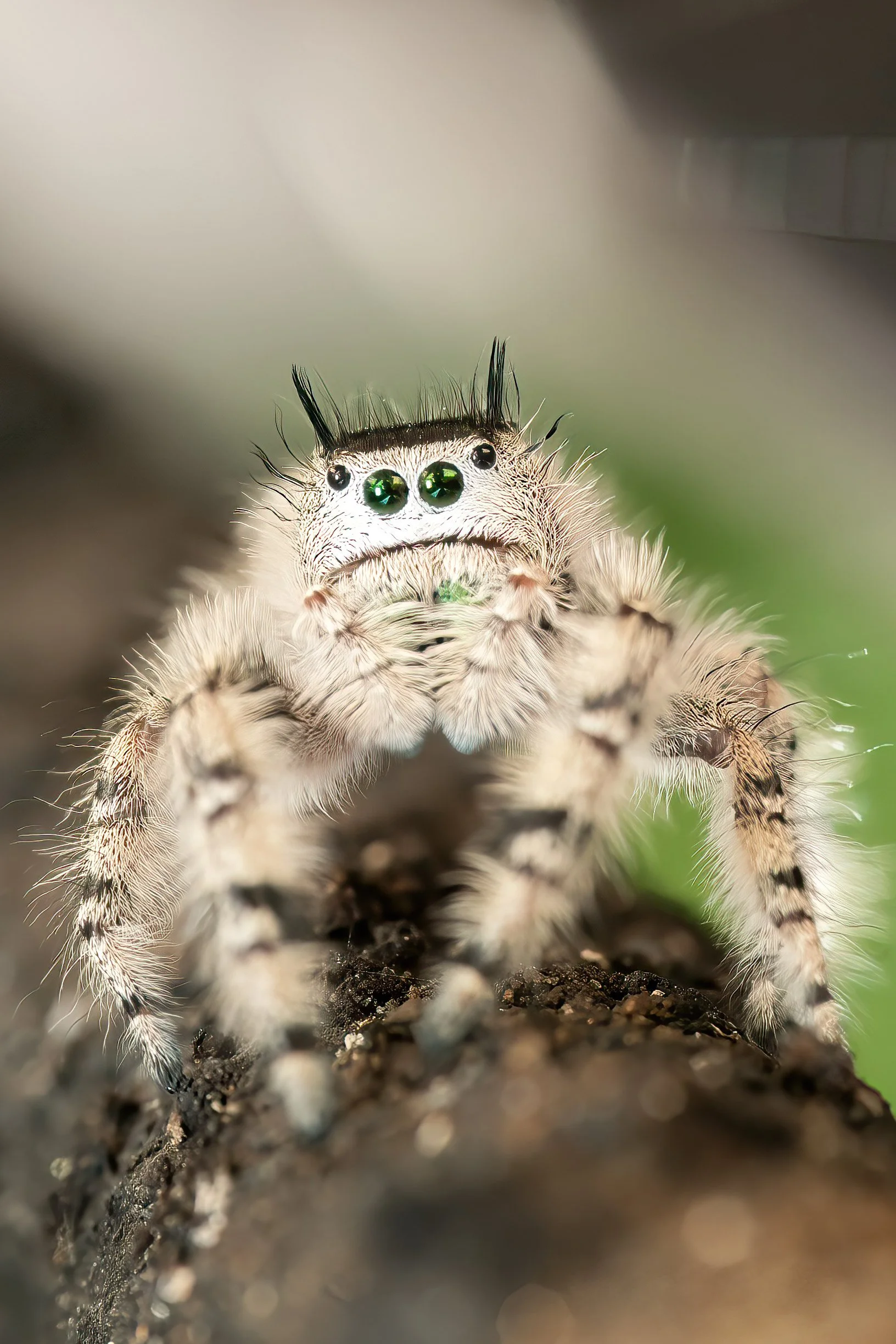 Canopy Jumping Spiders teach us to TRUST OUR VISION — Overlooking Lens ...