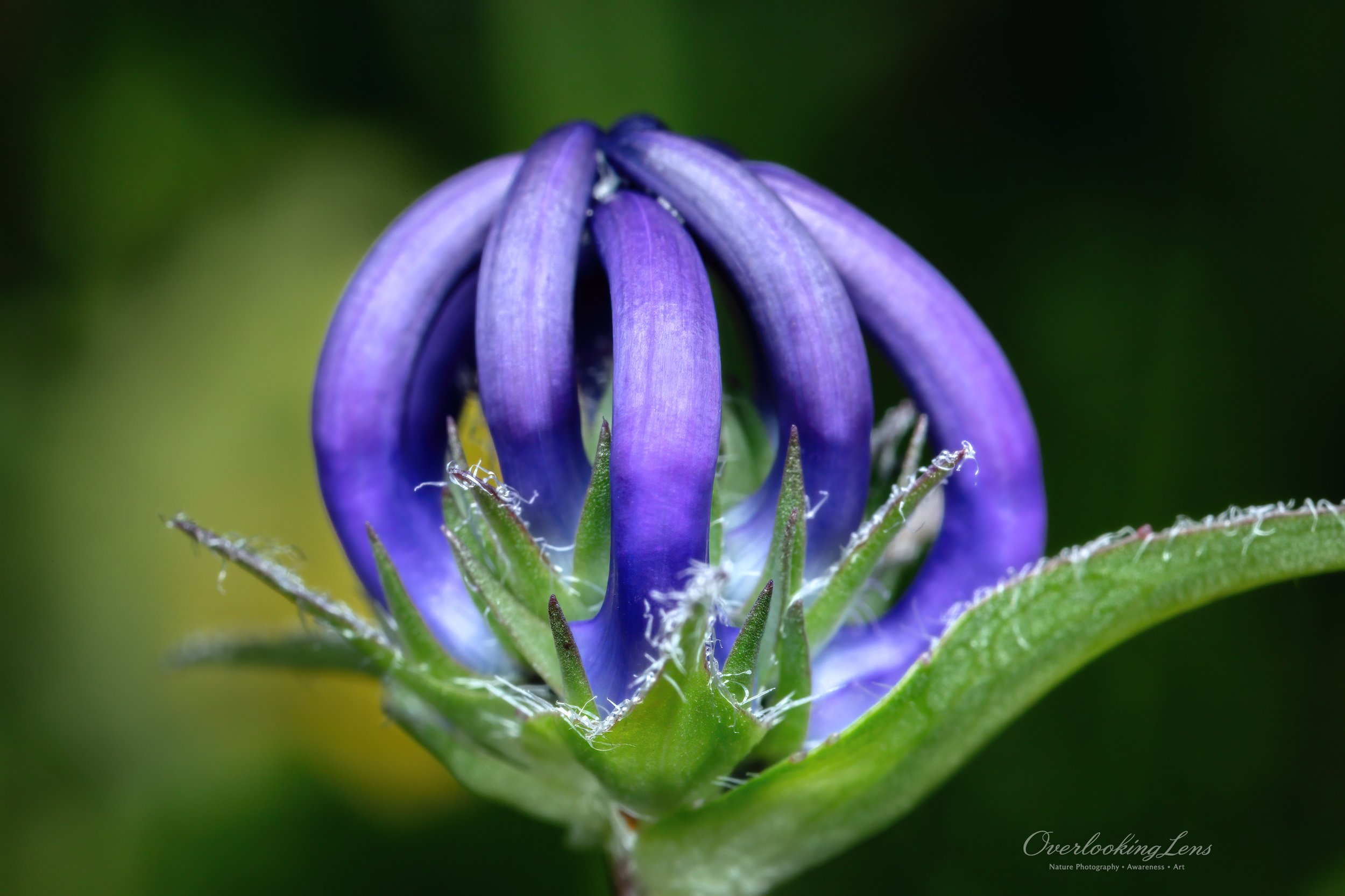 Round-headed Rampion