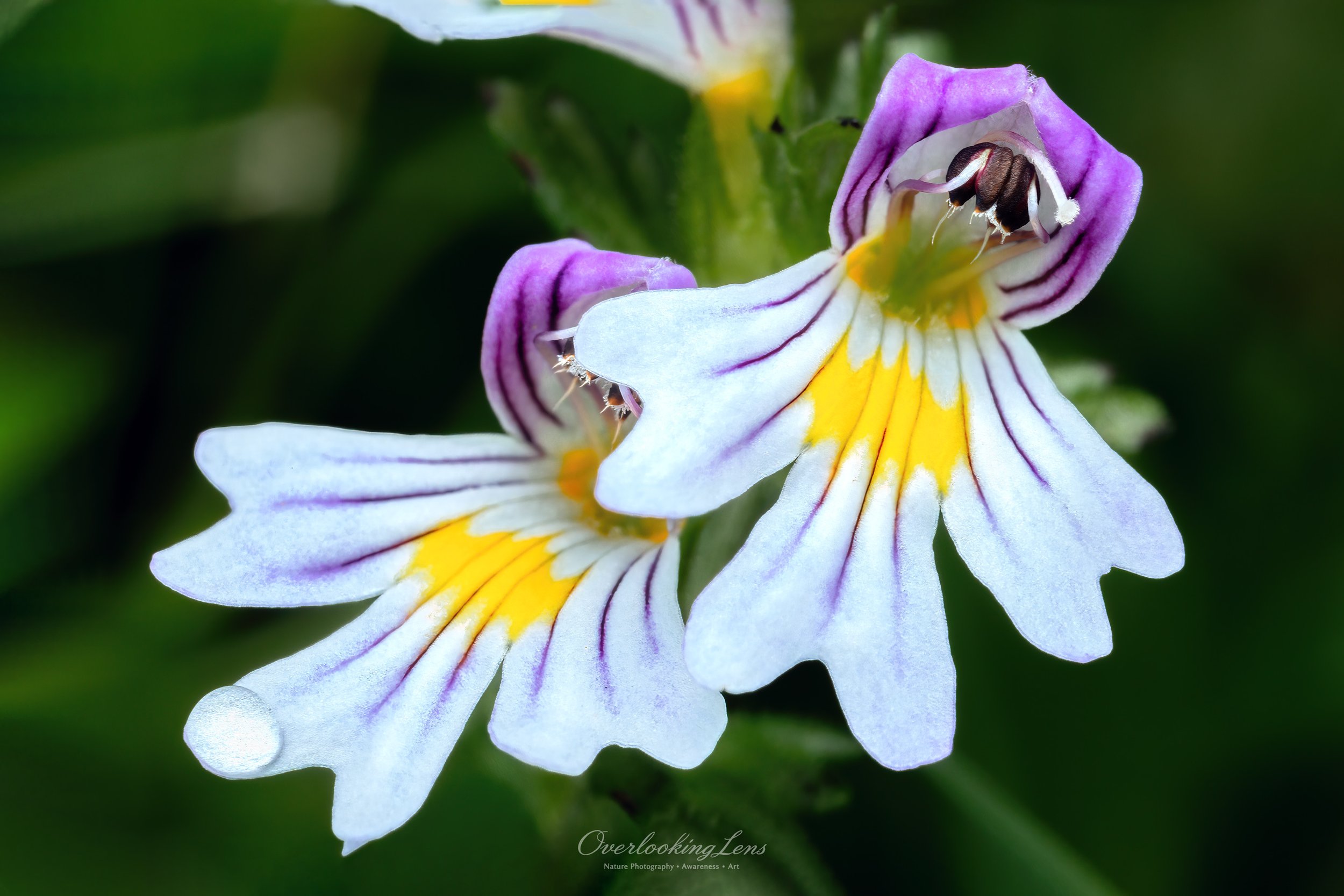 Drug Eyebright 