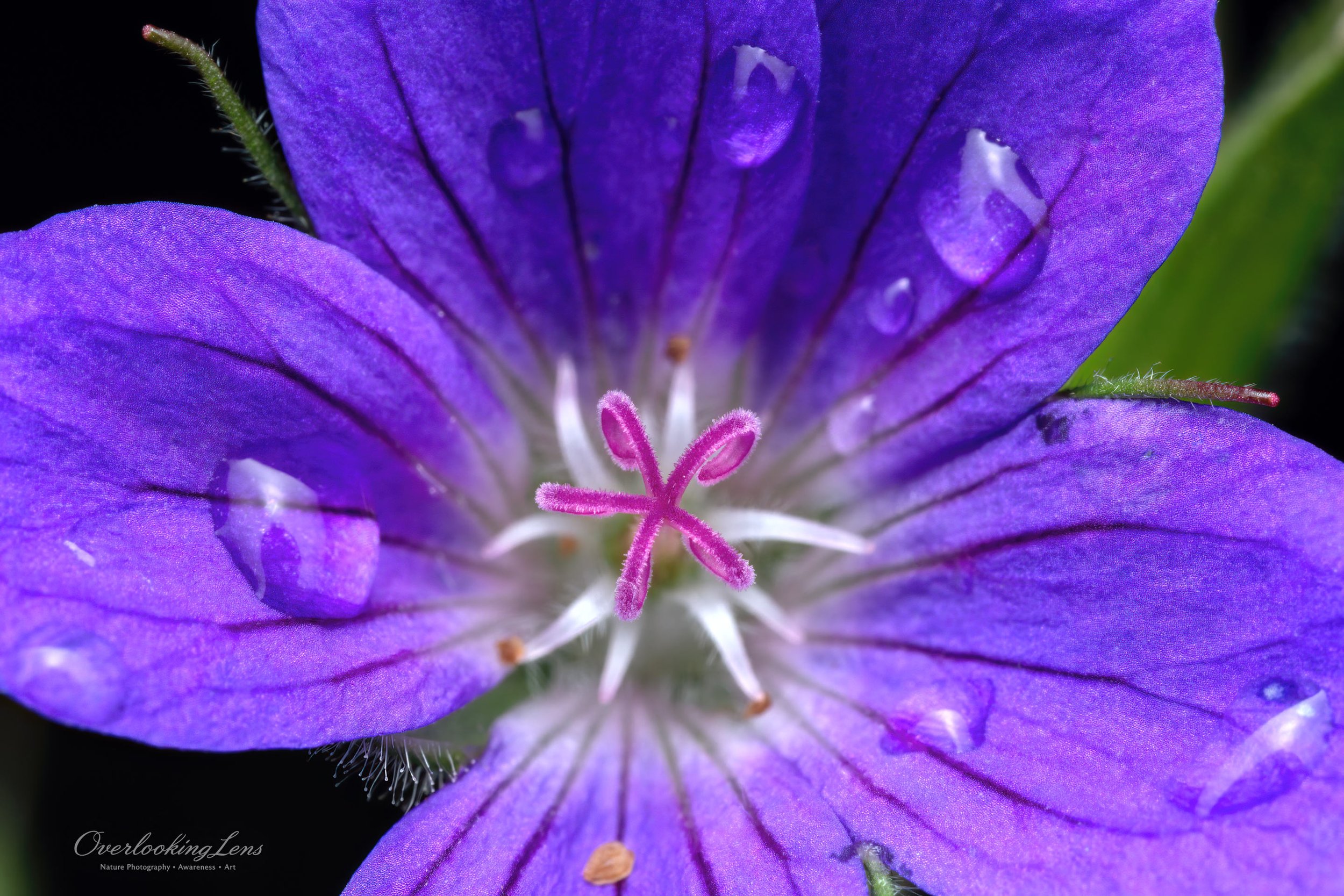 Wood Crane's-Bill 