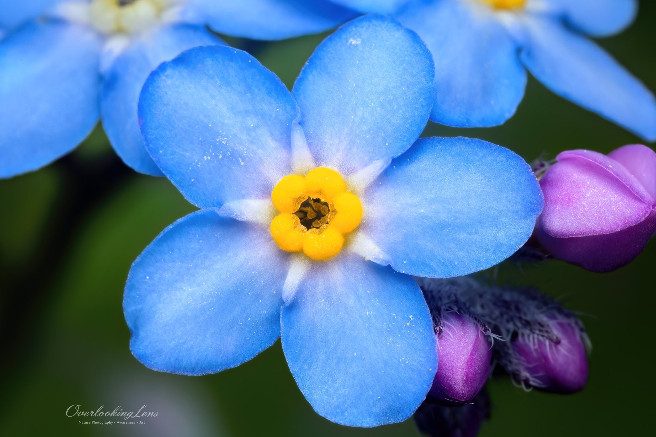 Wood Forget-Me-Not 