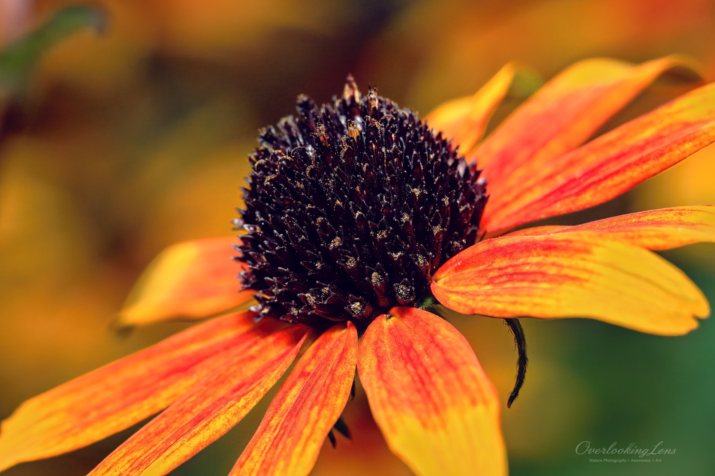 Black-eyed Susan 