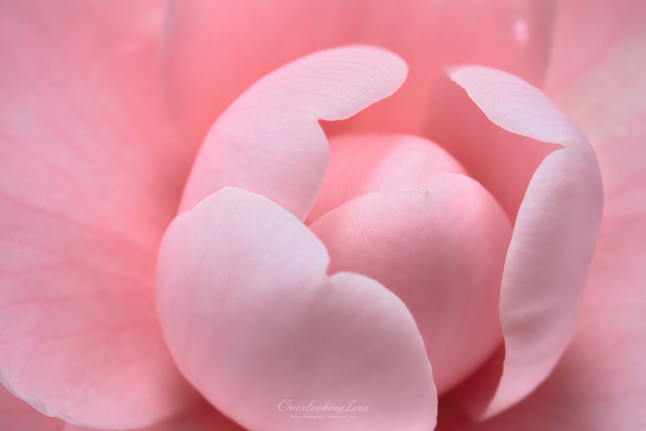 Pink Perfection Camellia