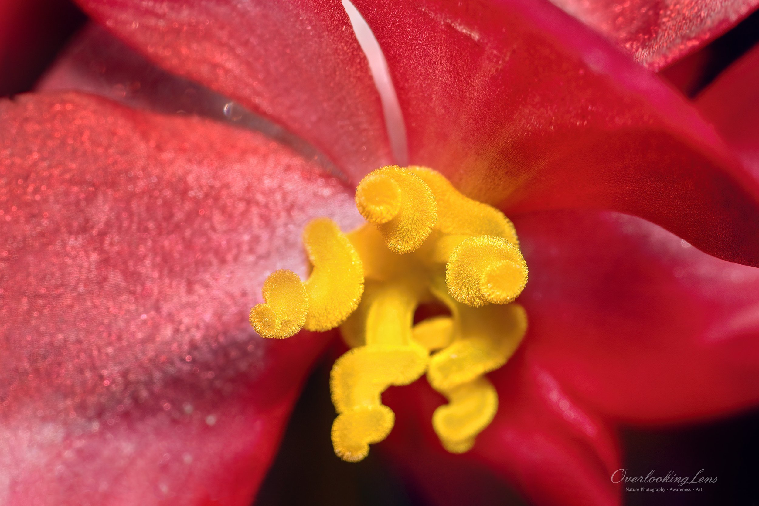 Bedding Begonia 