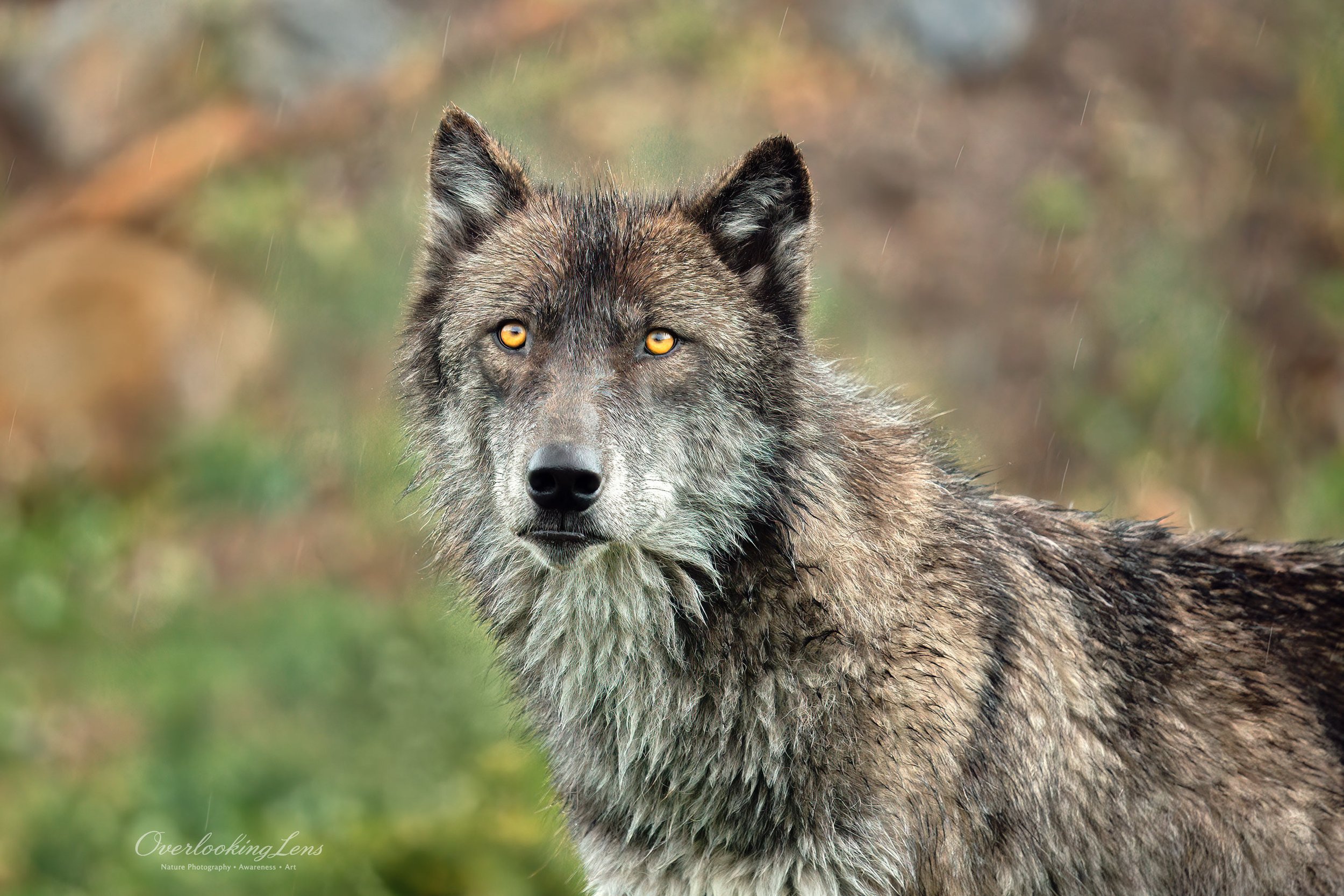 Gray Wolf 