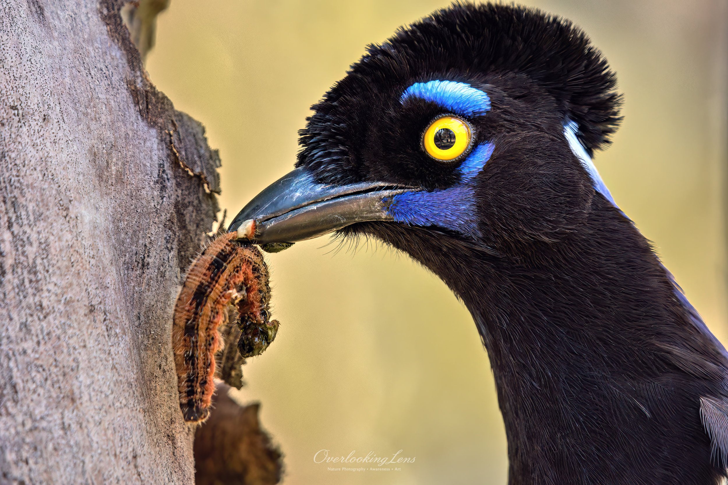 Plush-crested Jay