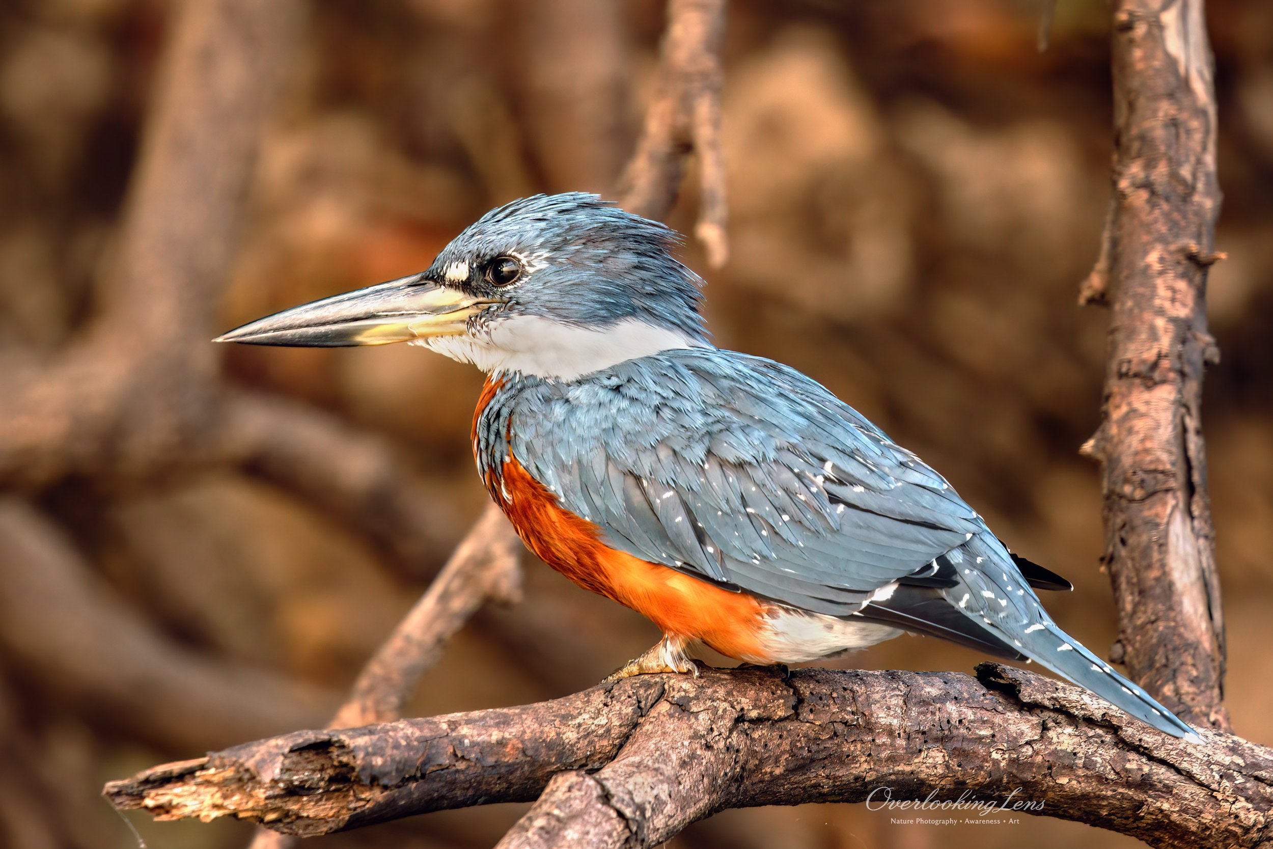 Ringed Kingfisher 