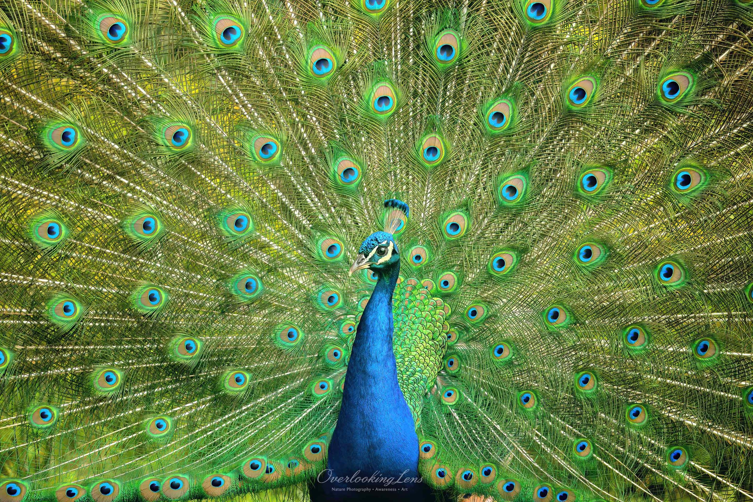 Indian Peafowl 