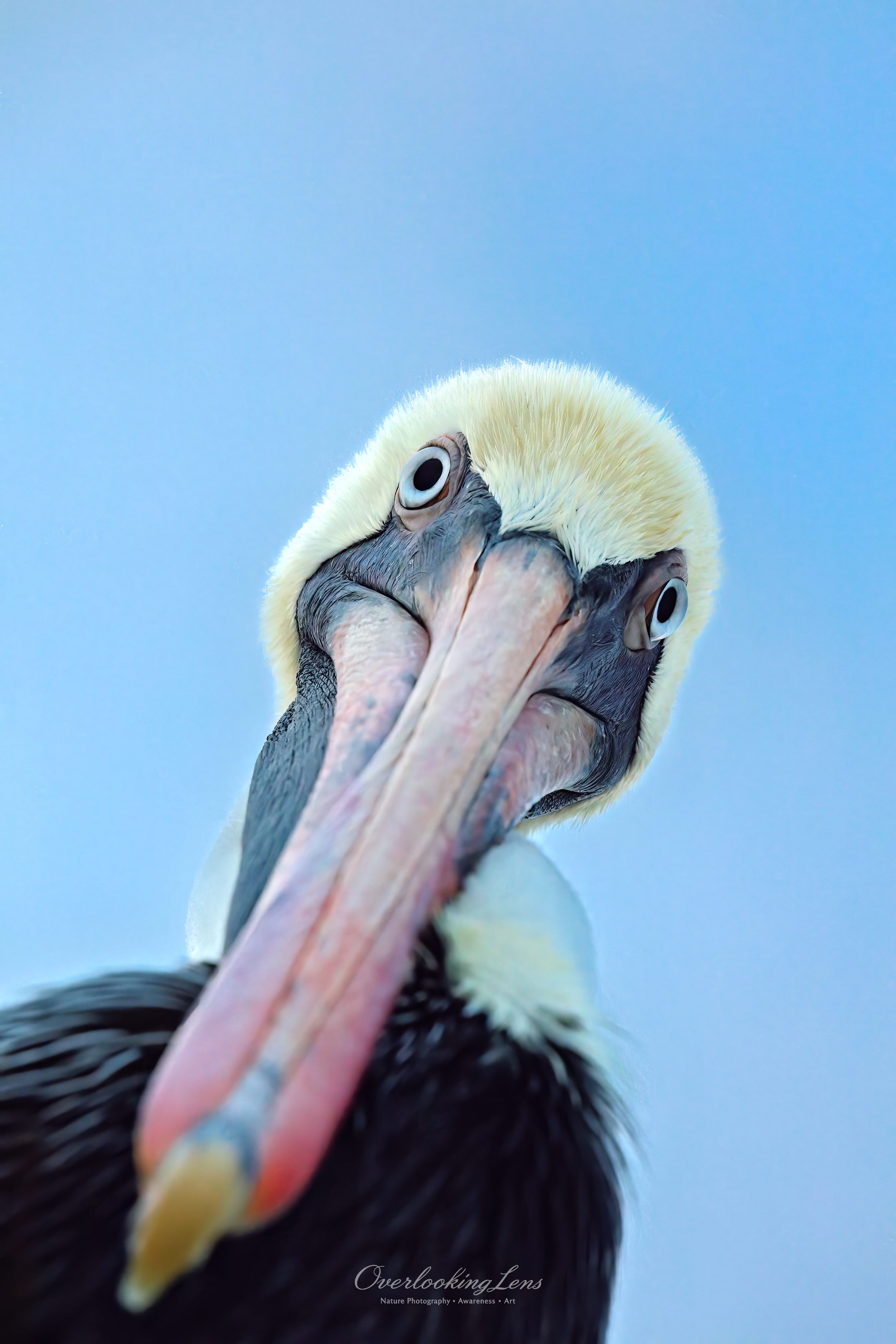 Brown Pelican 