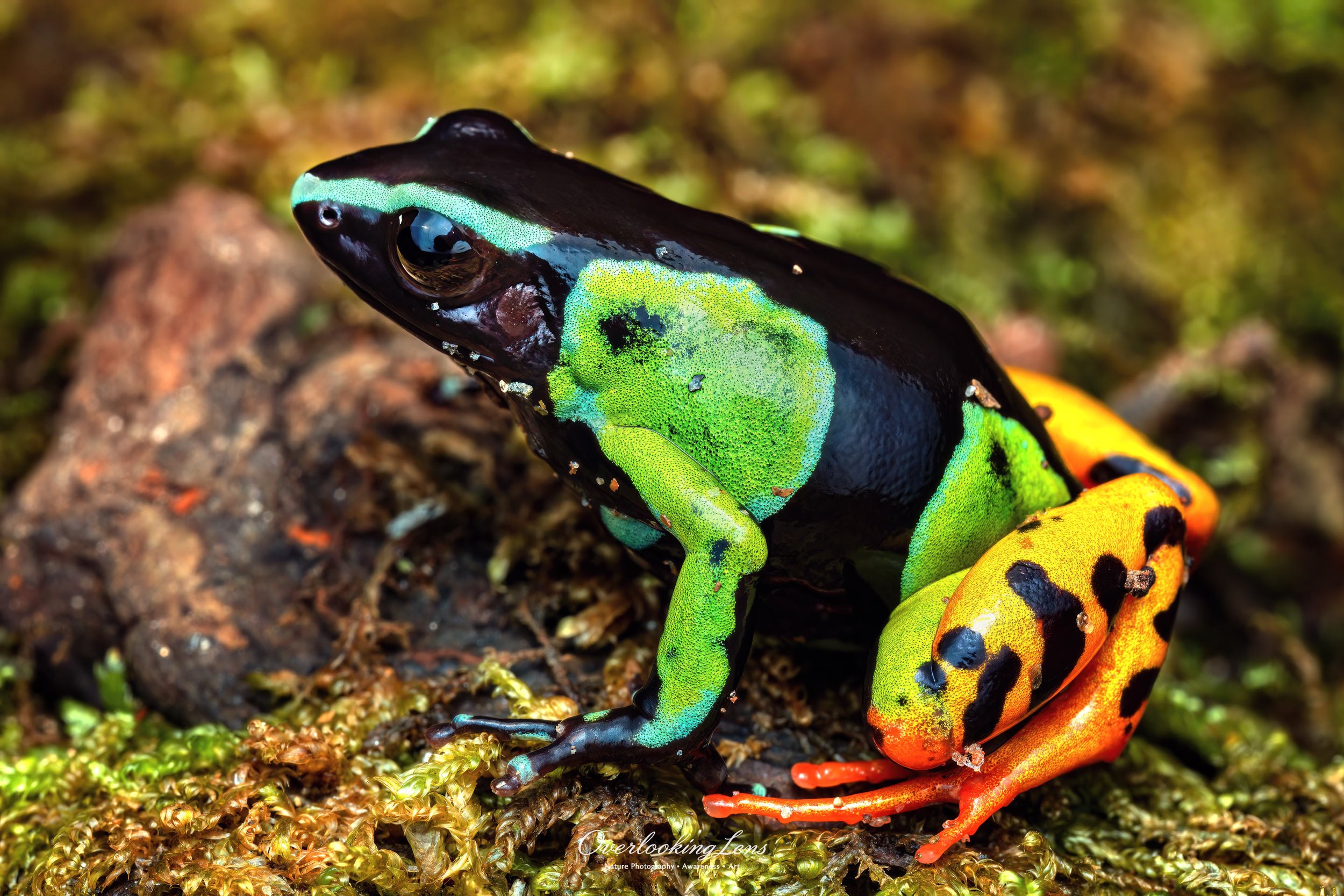 Baron's Mantella