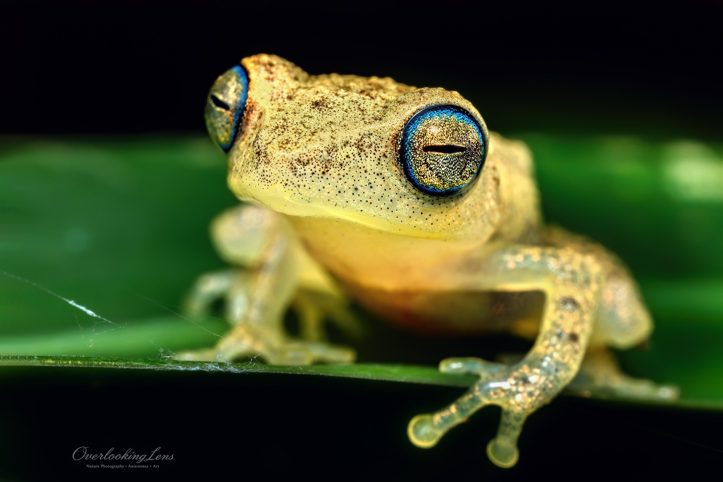 Coorg Yellow Bush Frog
