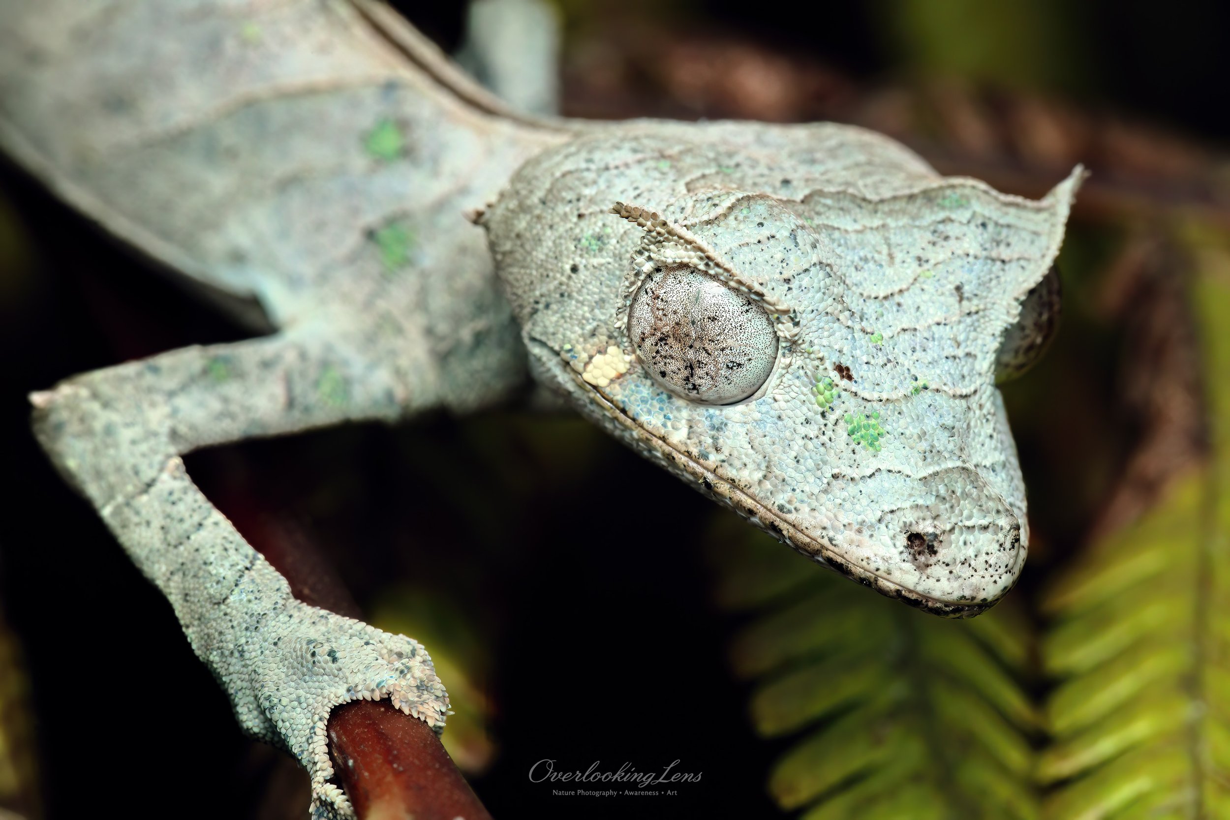 Satanic Leaf-tailed Gecko