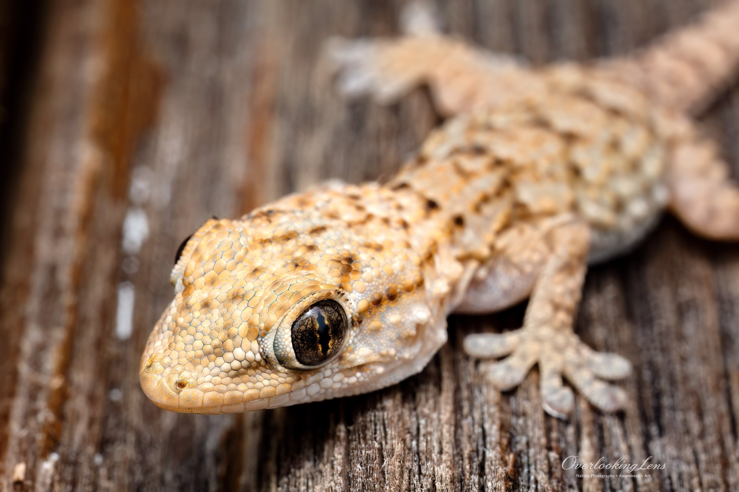Moorish Gecko 