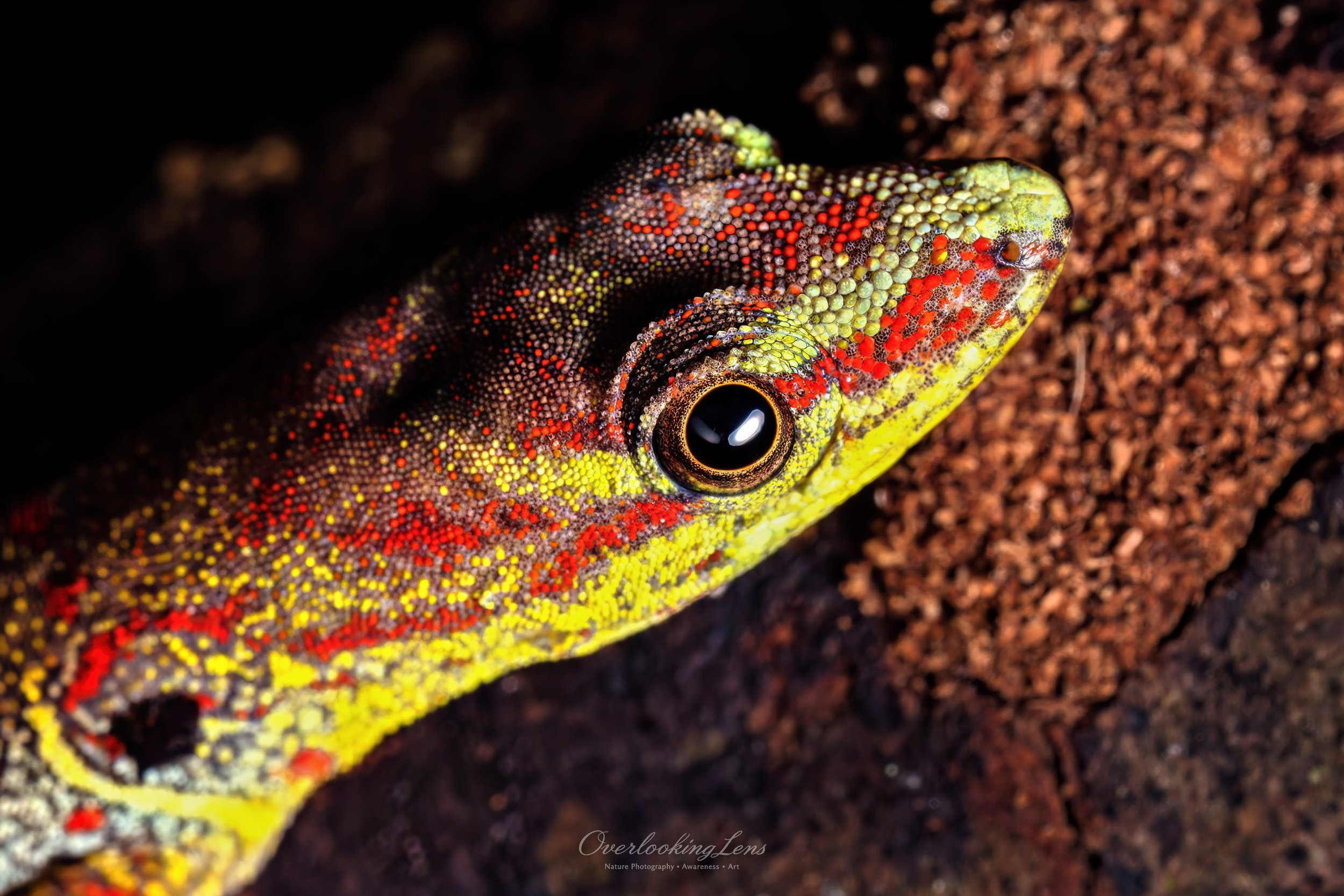 Bridled Forest Gecko