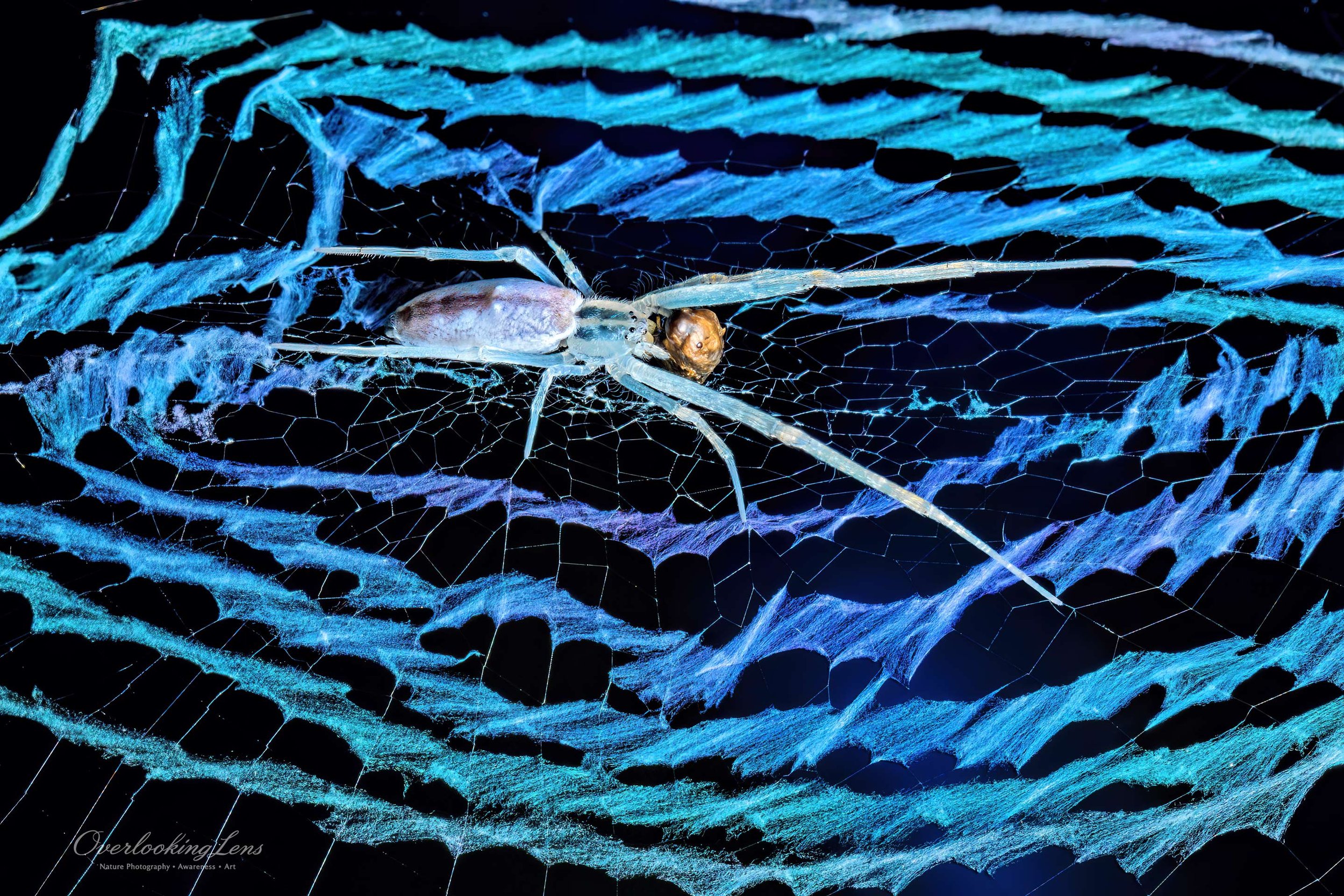 Ninja-Star Ceiling Spider 