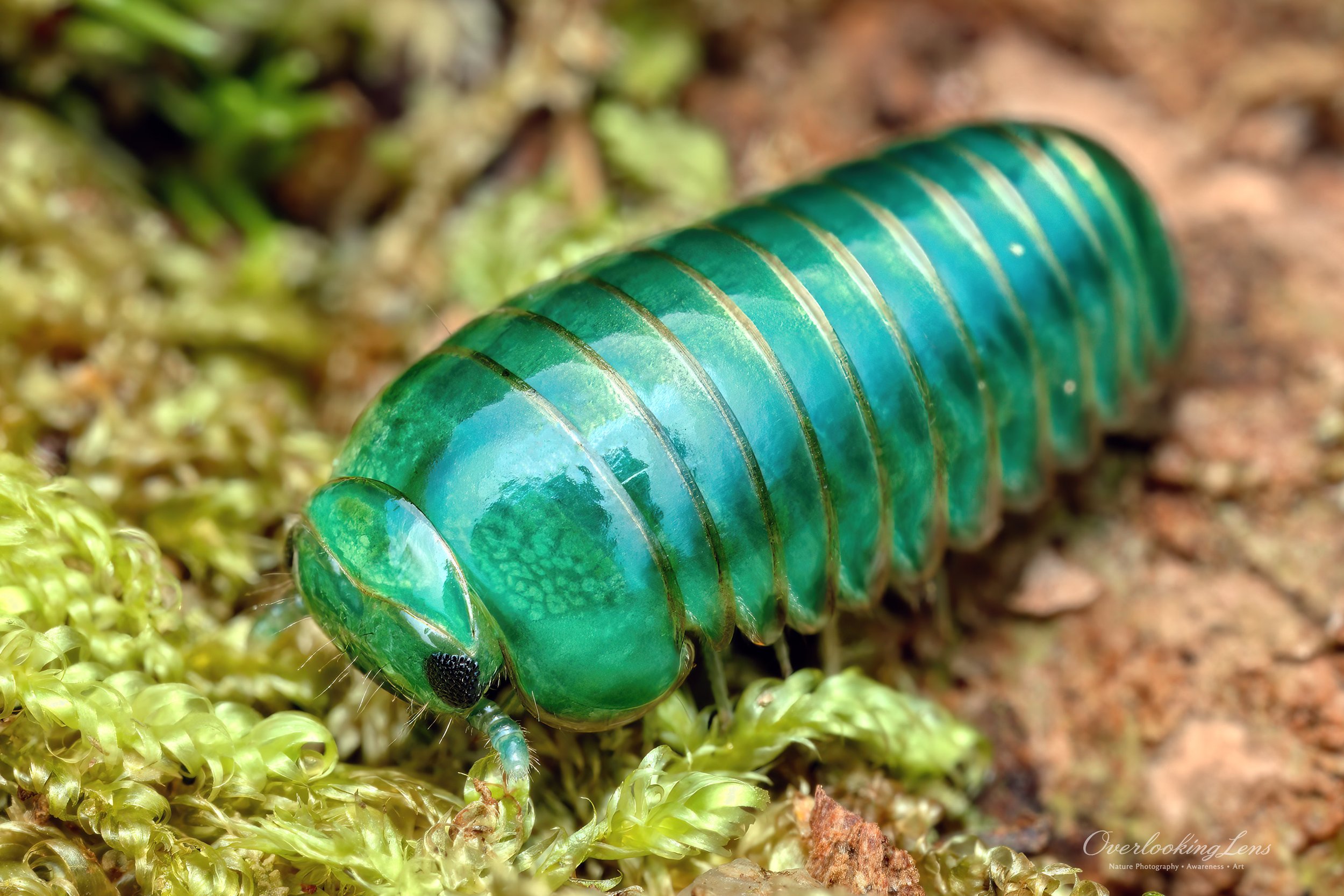 Emerald Green Giant Pill Millipede