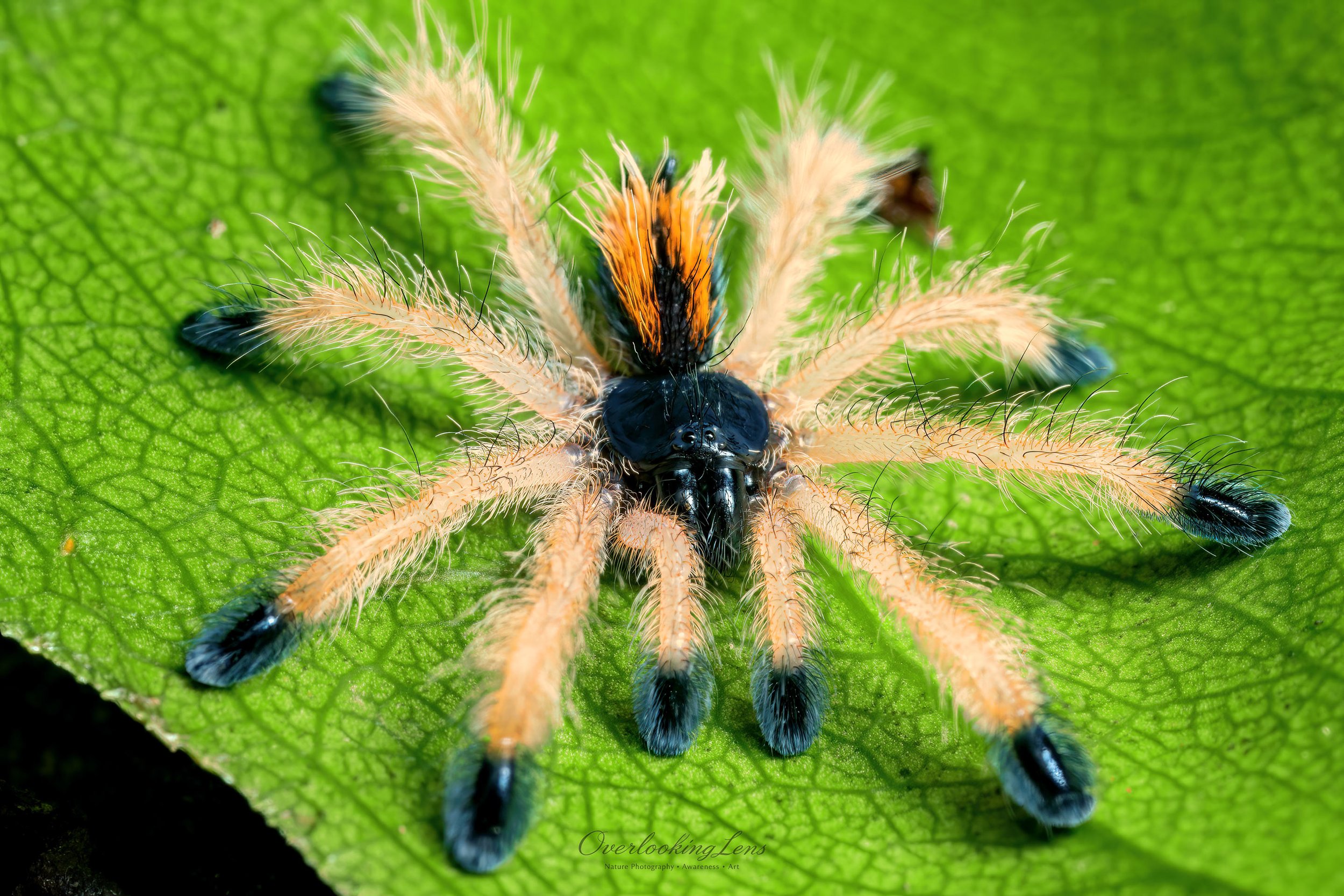 Pinktoe Tarantula Juvenile