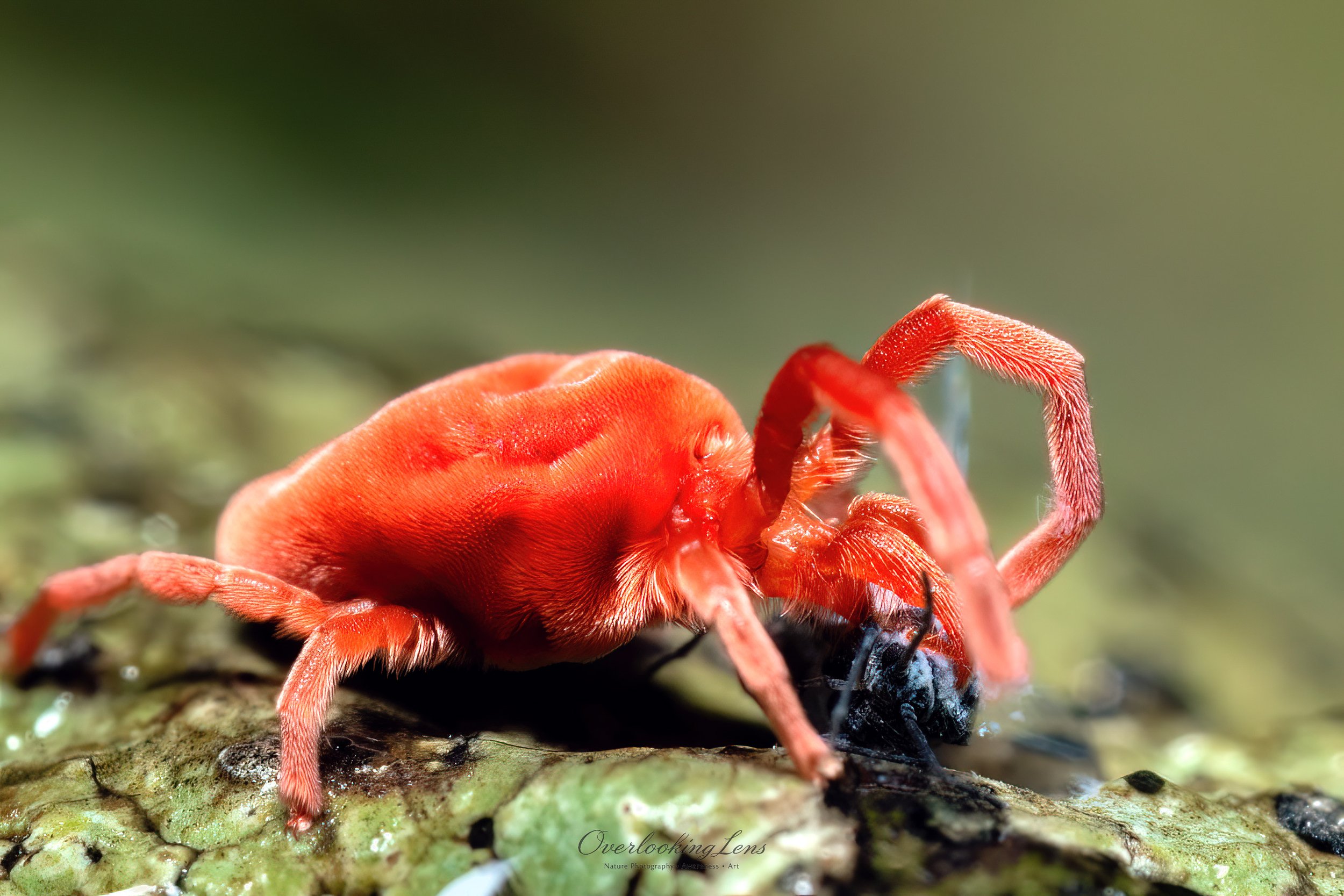 Velvet Mite