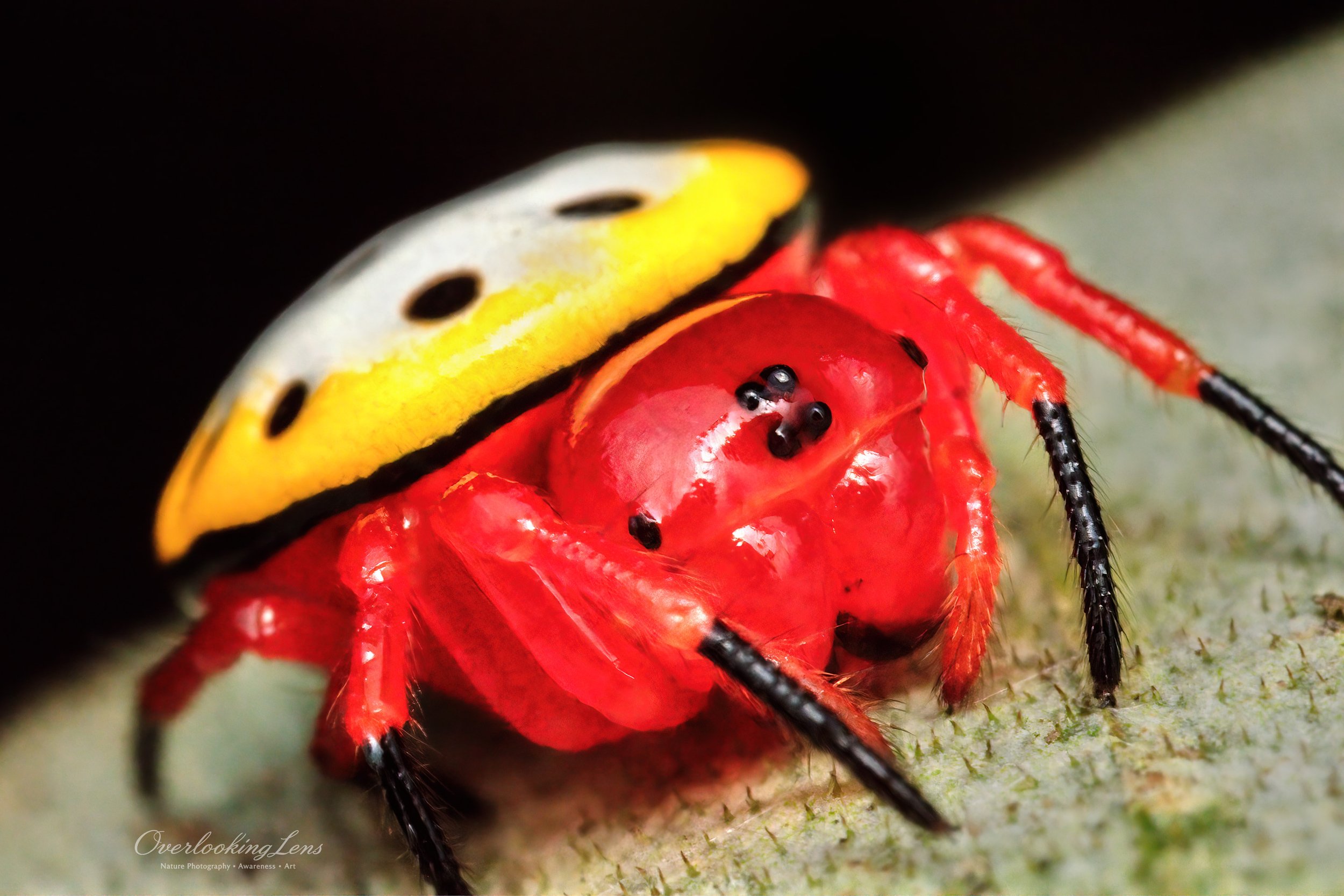 Tortoise Orbweaver