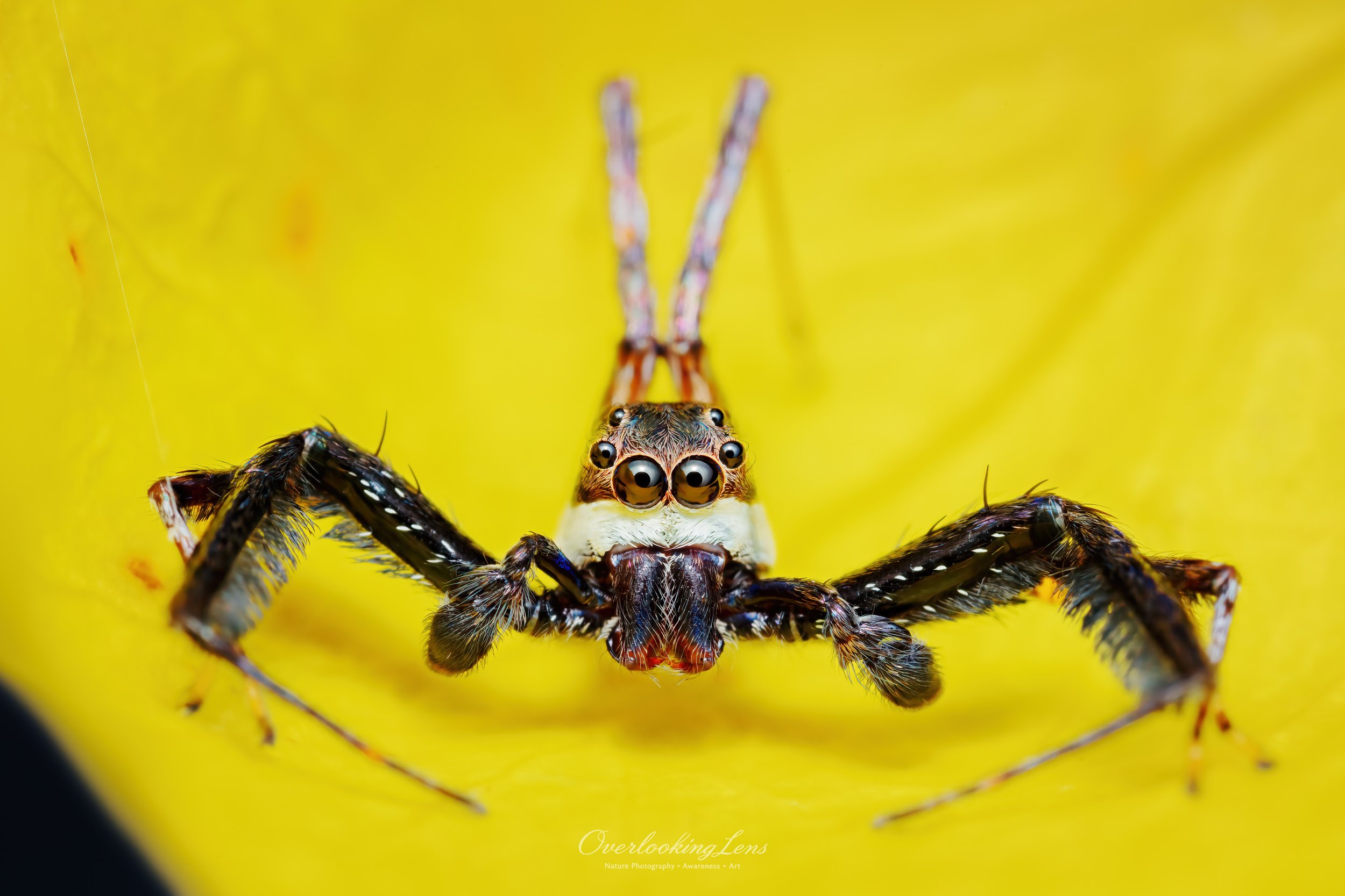 Spiny Legged Jumping Spider