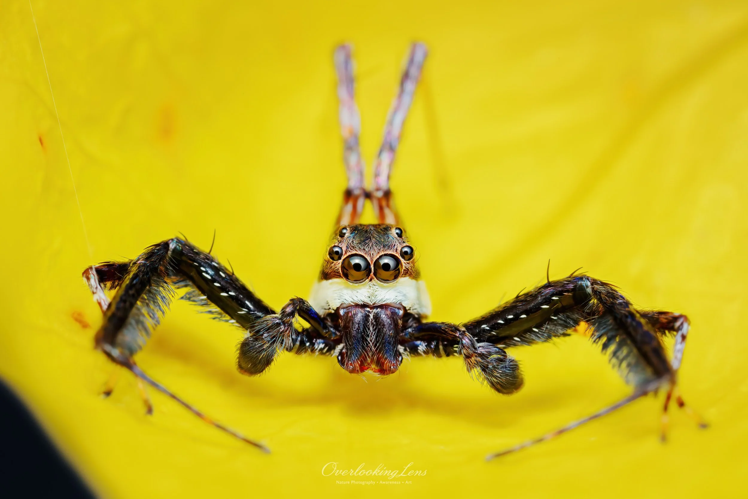 Nature's Hidden Wonders Gallery | Overlooking Lens Photography ...